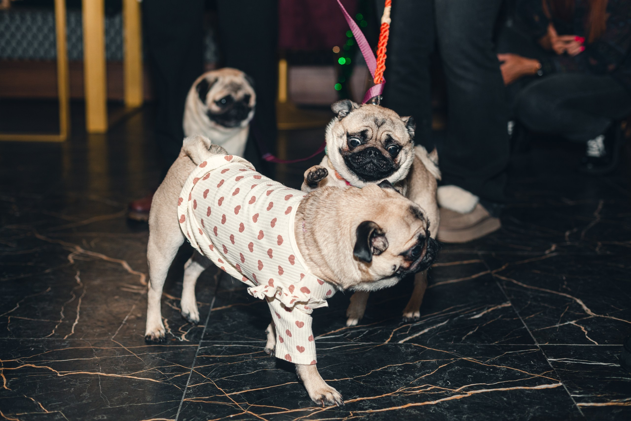 Мопсовстреча 02.12.2023. Фотограф-анималист Татьяна Степанова