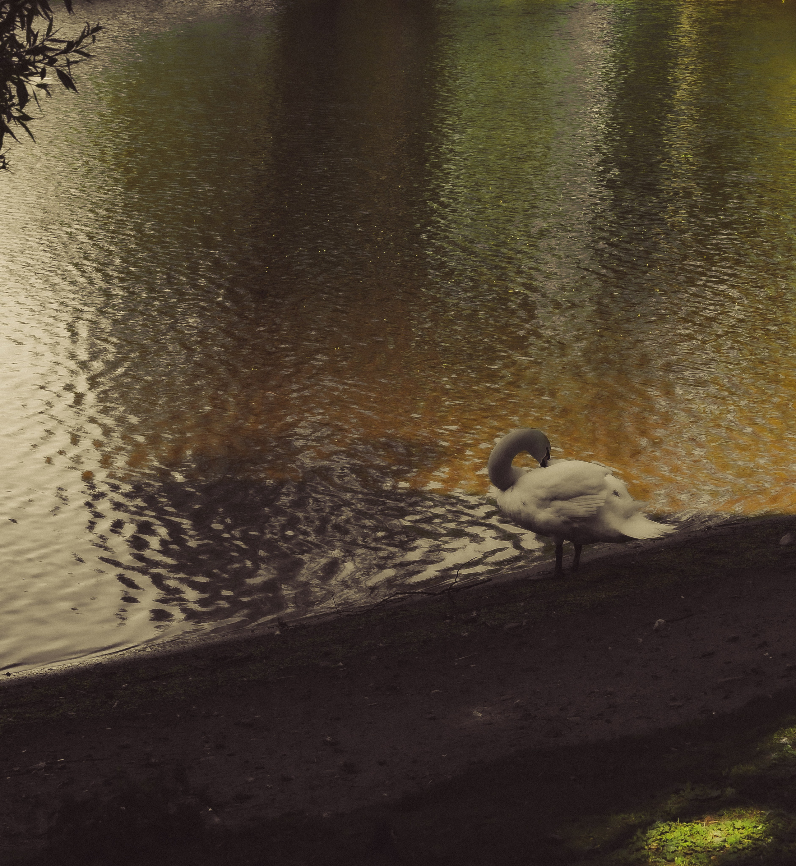 Природа &. Фотохудожник в СПб