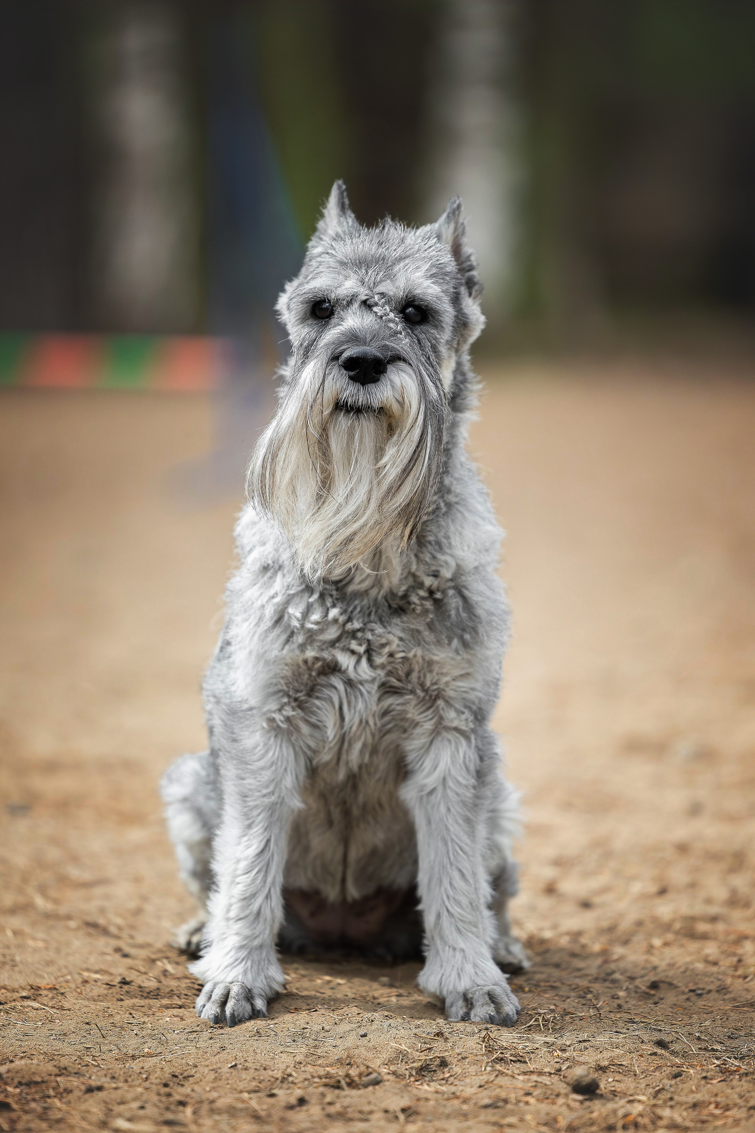 Тренировка аджилити. Фотограф Анималист в Перми Анастасия Остерман