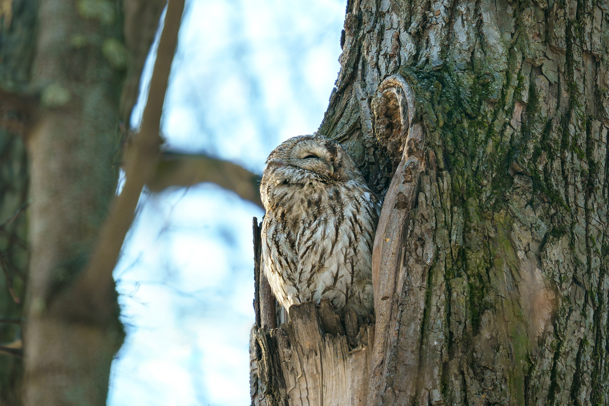 Удивительные мир птиц. Вокруг нас столько прекрасного — присмотритесь!. Ваш личный фотограф Марина Волкова
