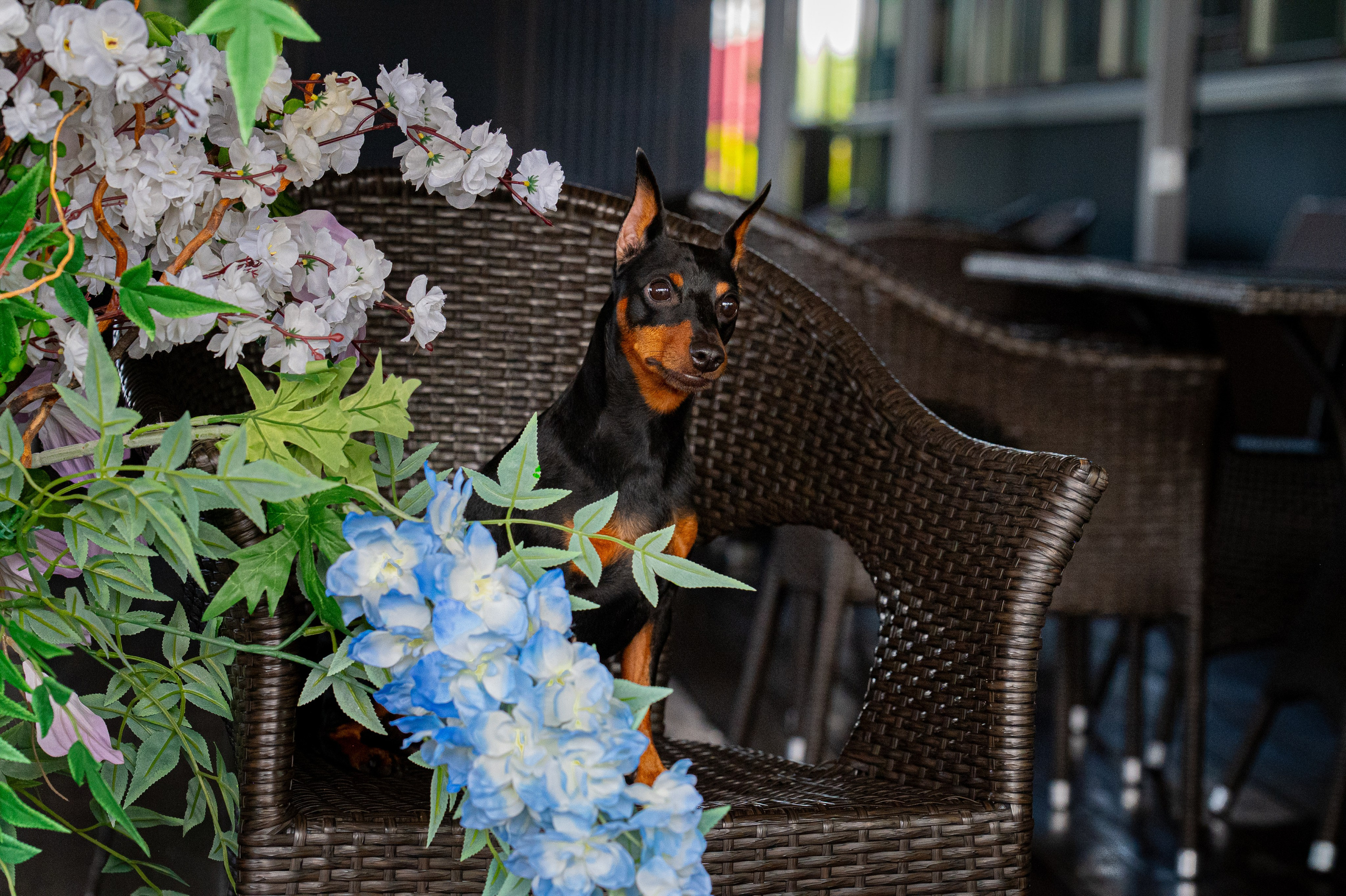 Главная. Фотограф анималист Елена Галдина г. Красноярск