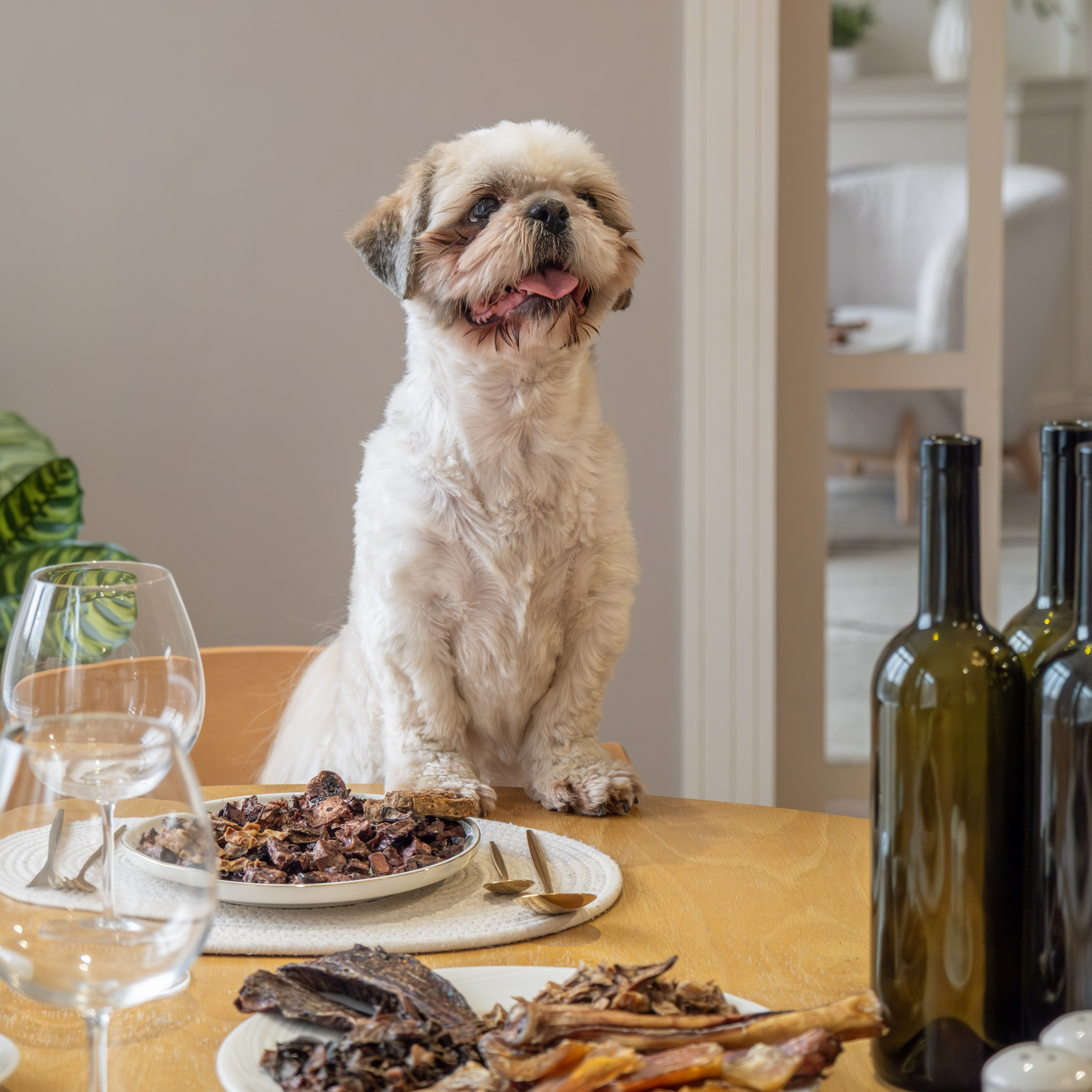 Съёмка для рекламной кампании лакомств для собак (для Григория)!. Зоофотограф, фотограф животных в Москве и области Дина Дамоцева