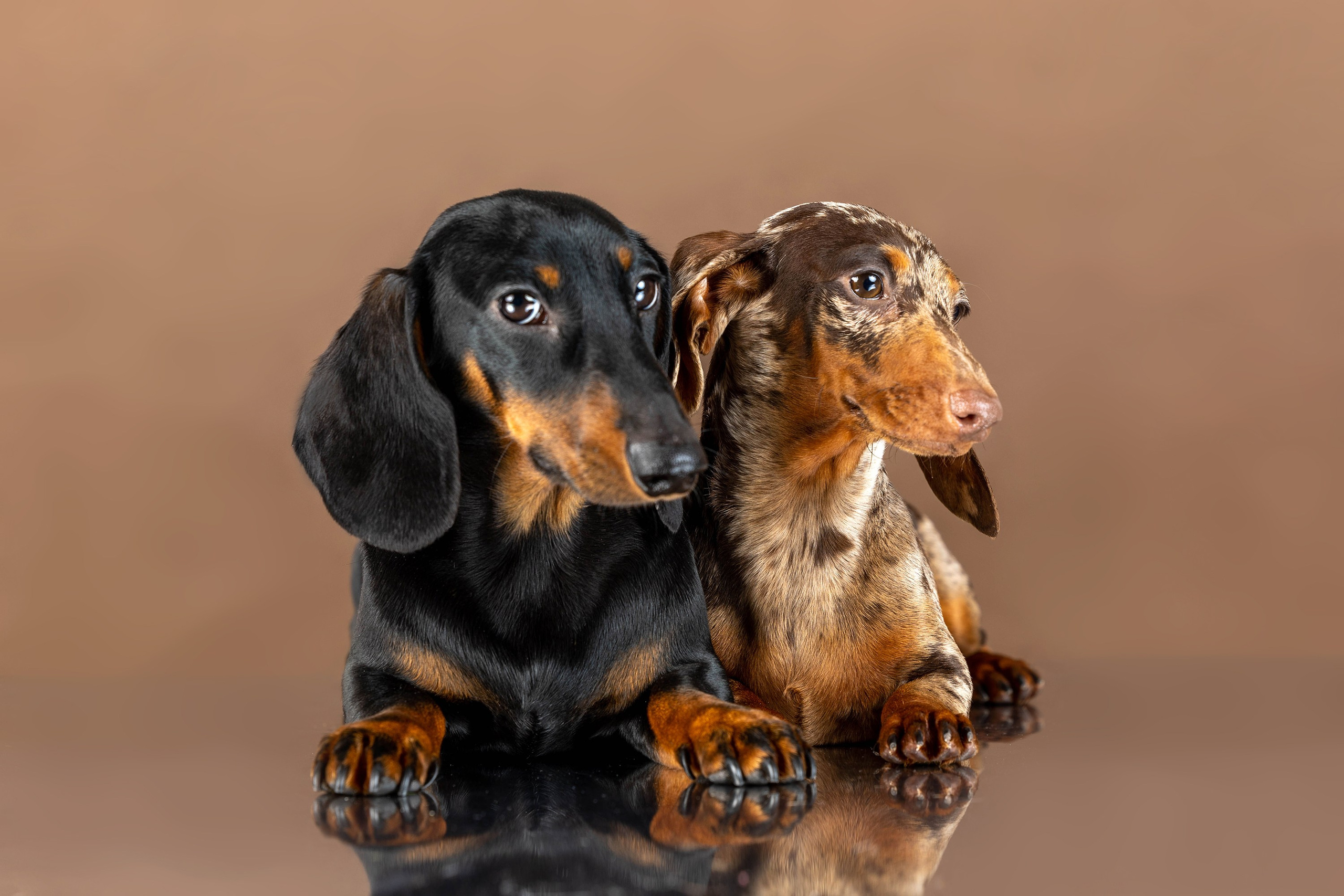 Коричневые фоны. Фотограф-анималист в Омске Екатерина Маричева