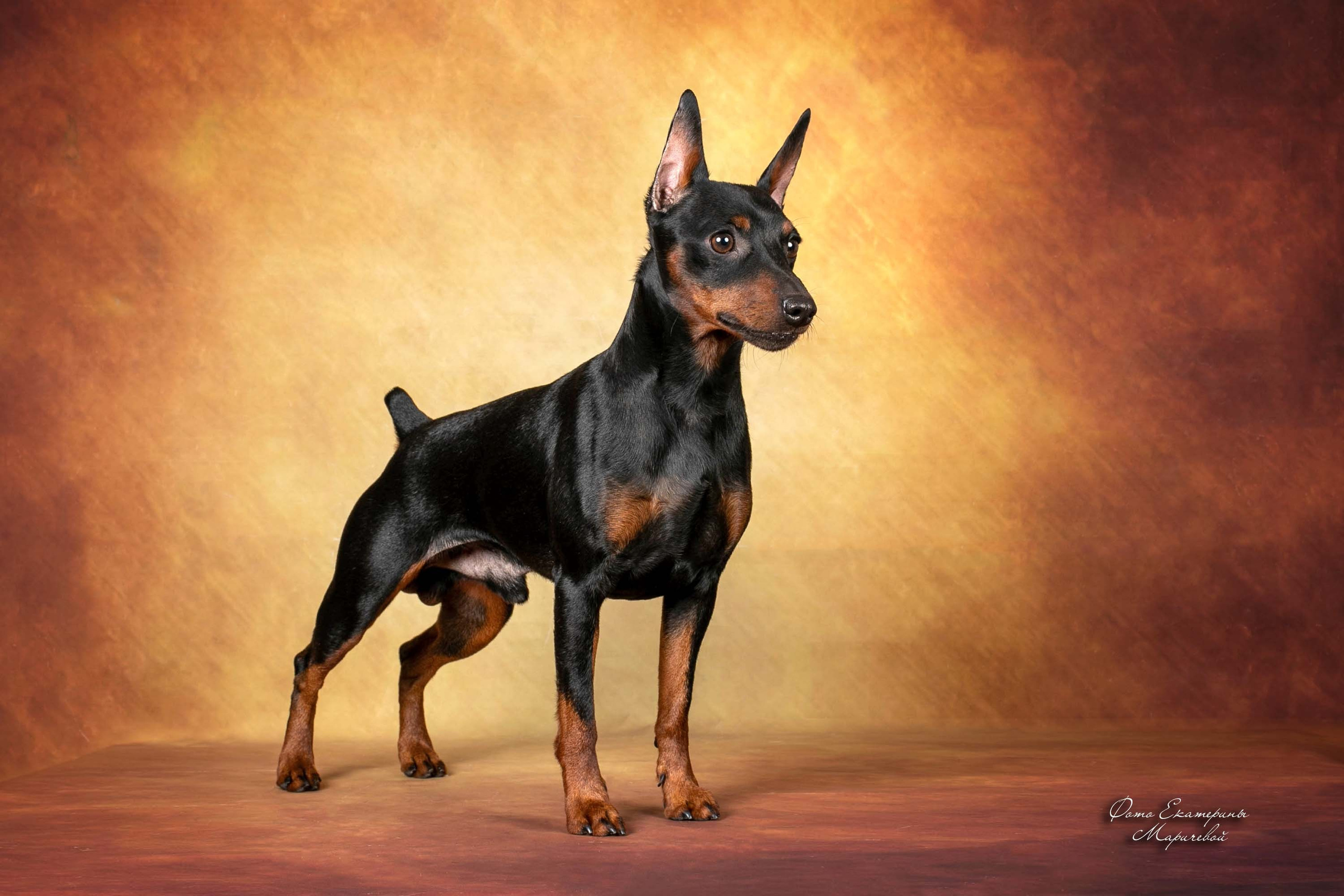 Коричневые фоны. Фотограф-анималист в Омске Екатерина Маричева