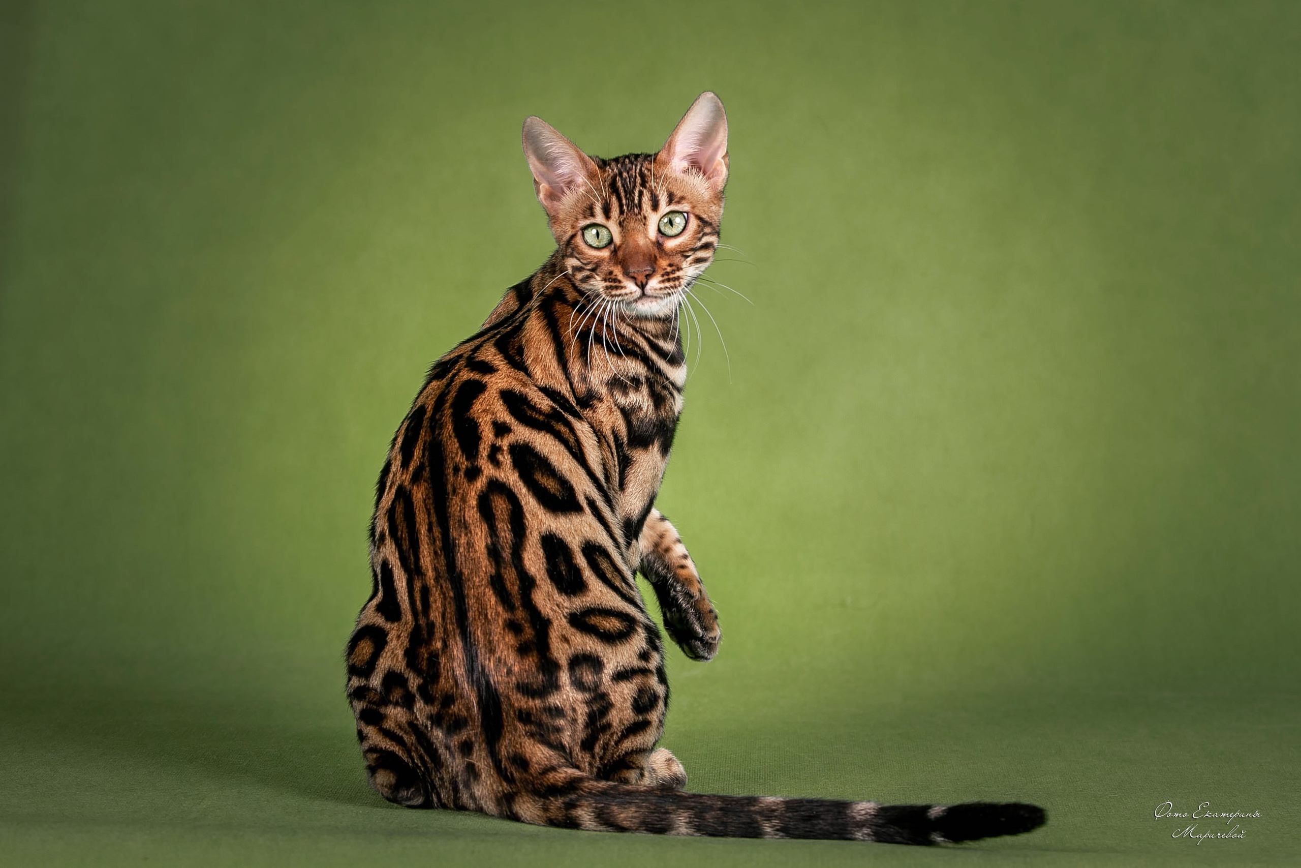 Стендовая съёмка на выставках кошек. Фотограф-анималист в Омске Екатерина Маричева