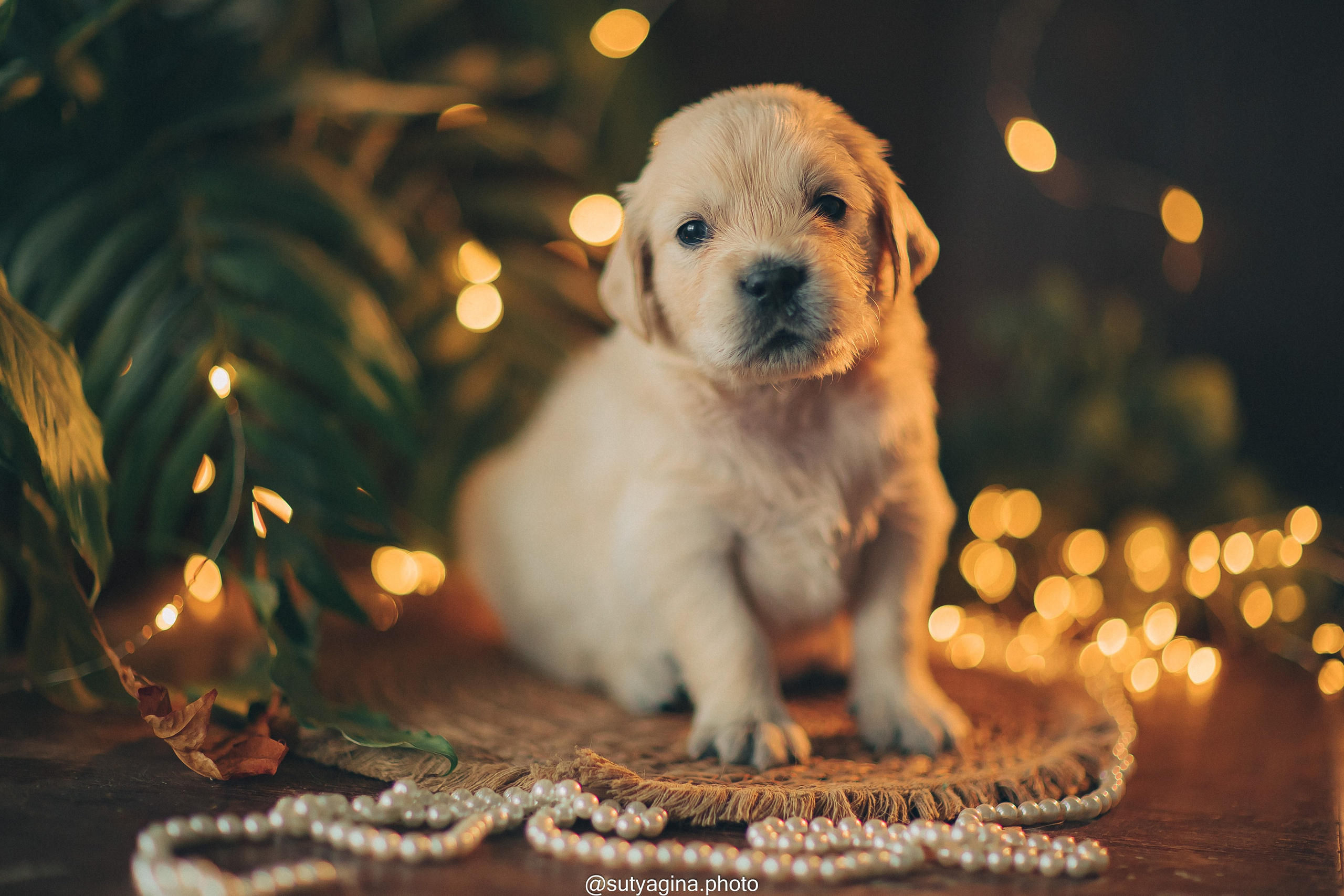 Серая лента. Свадебный и женский фотограф