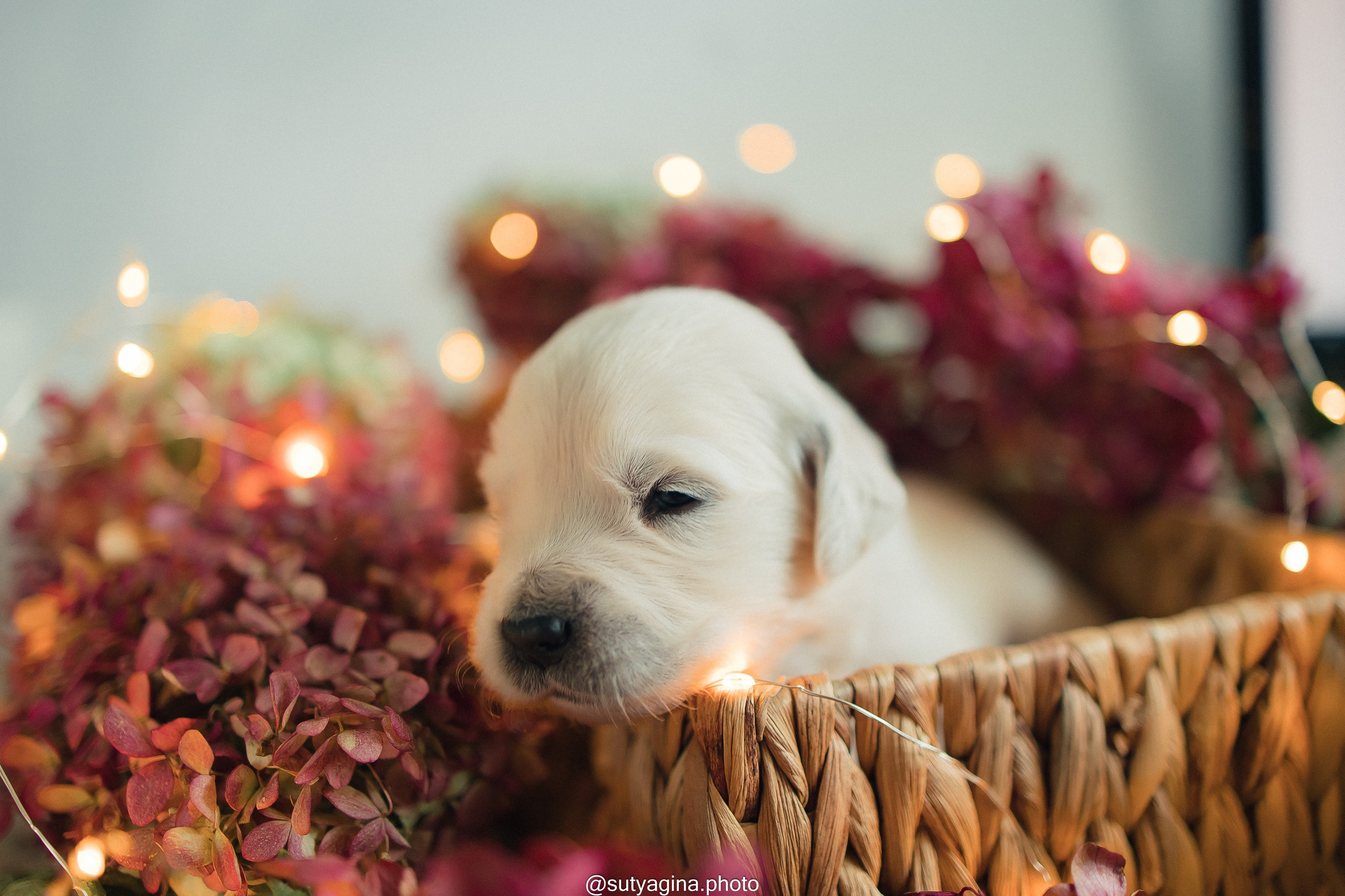 Зеленая лента. Свадебный и женский фотограф