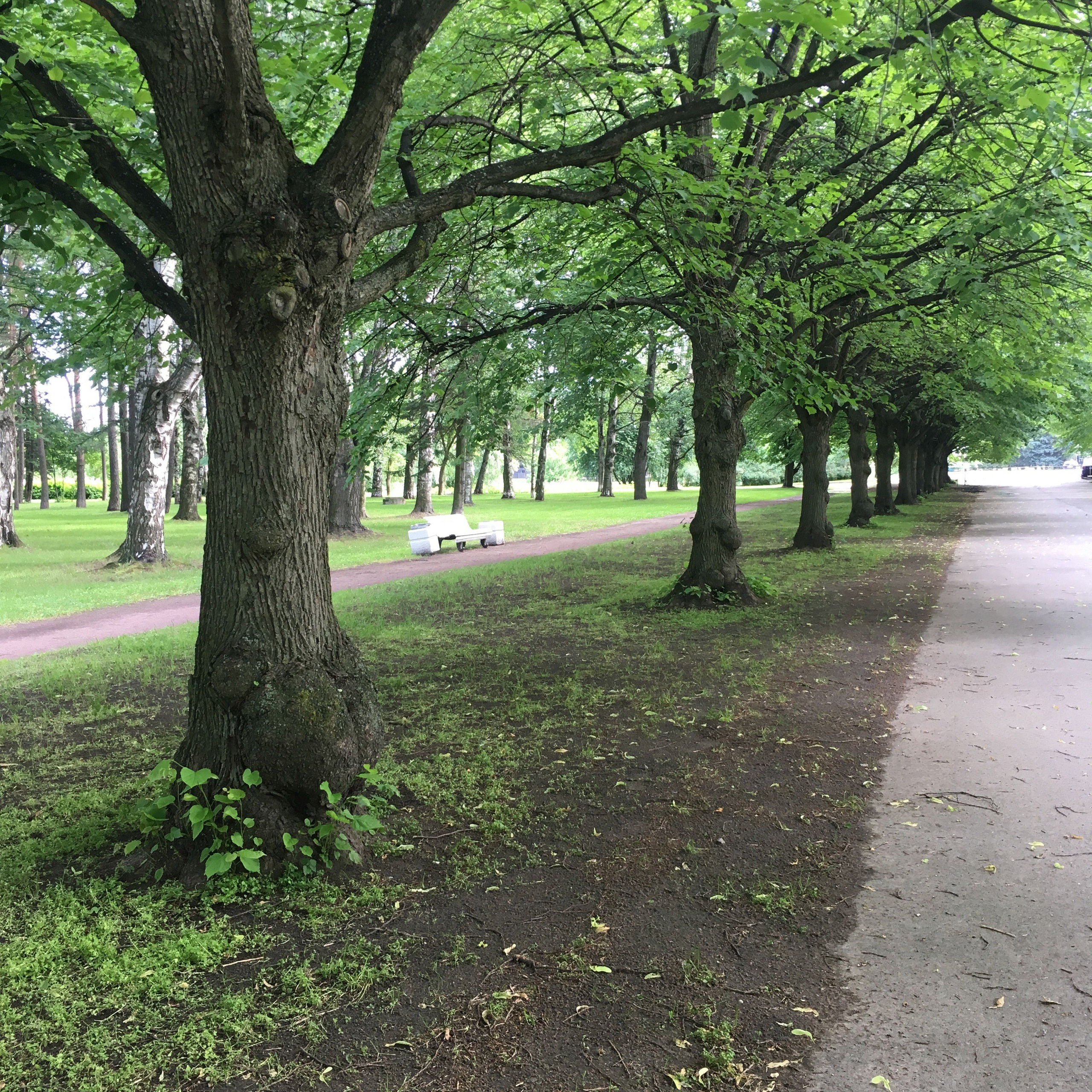 Дивоостров -19. Своя Мастерская