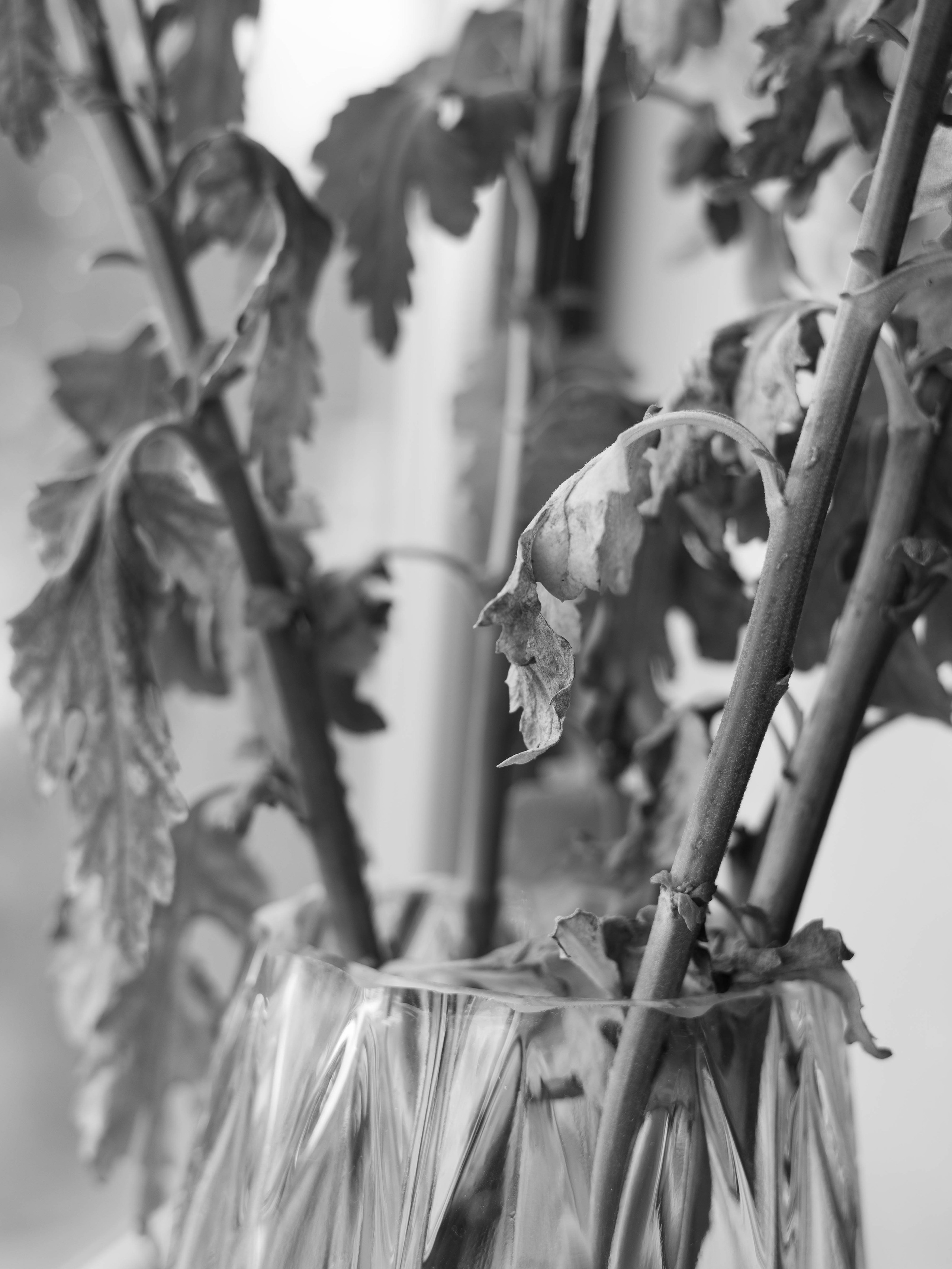 Project. Ula Aldokhina