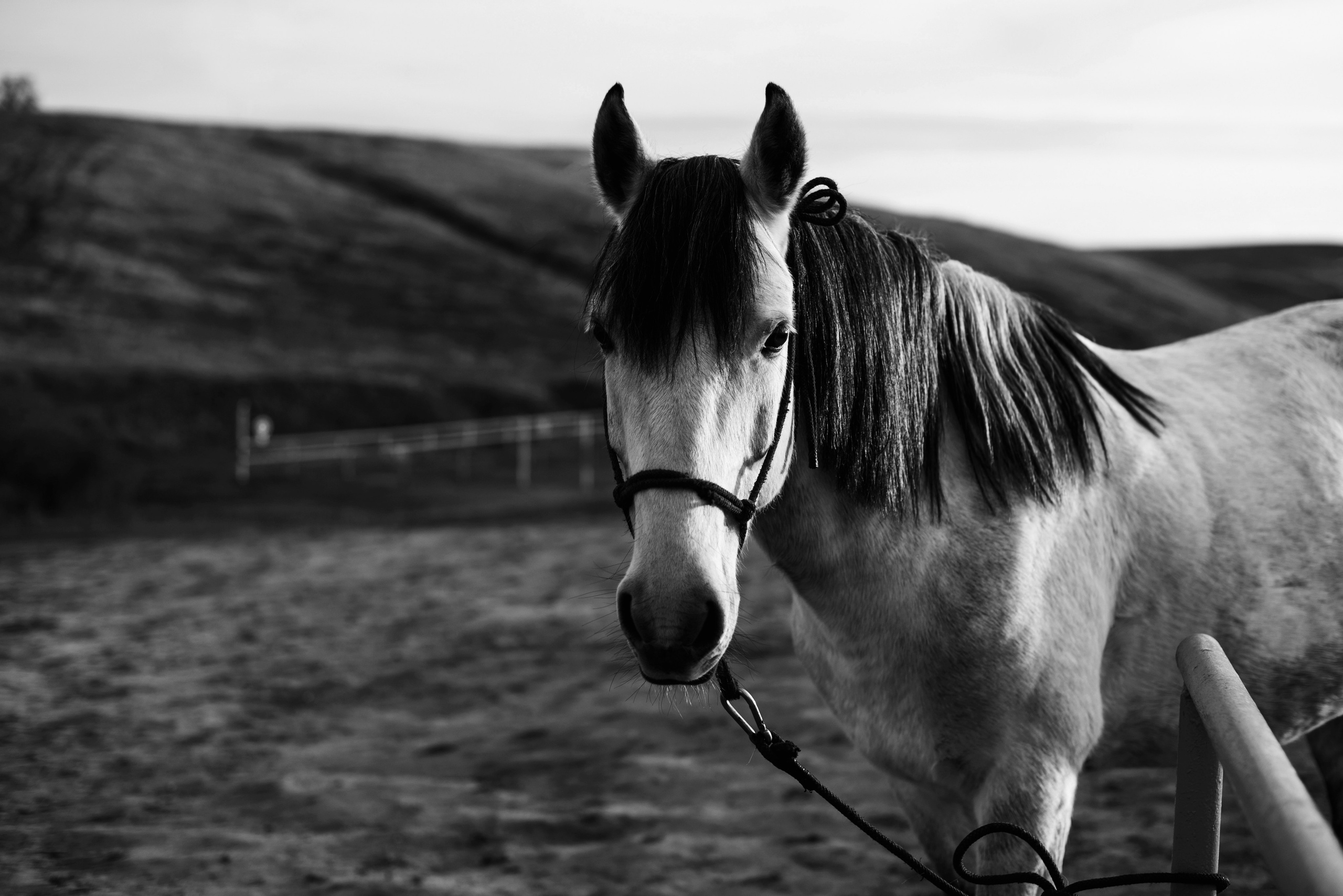 Школа верховой стрельбы из лука «Saadak». Свадебный, портретный фотограф в Волгограде Ермашова Дарья