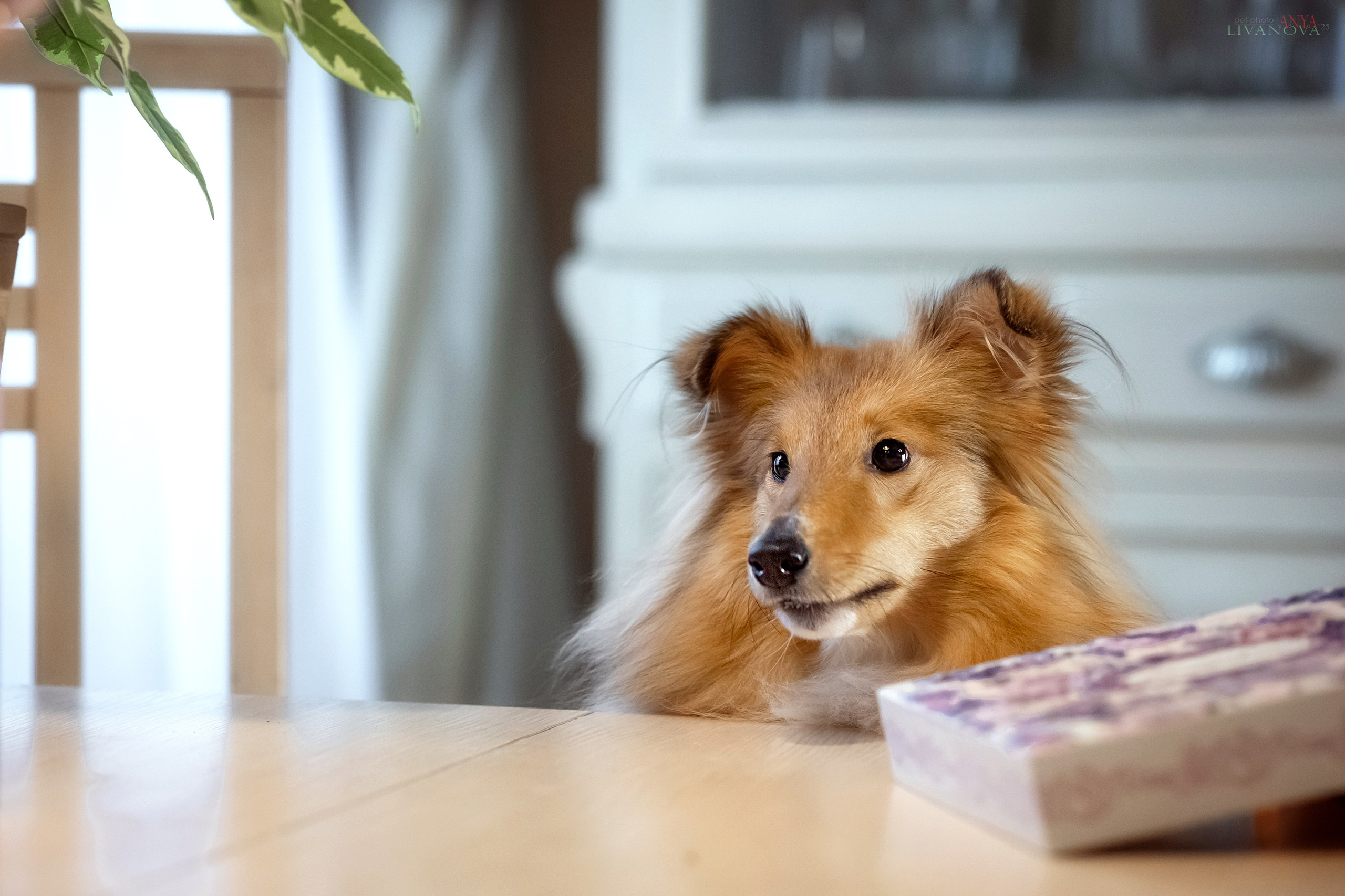 Ника. Фотограф анималист Аня Ливанова | Рыбинск