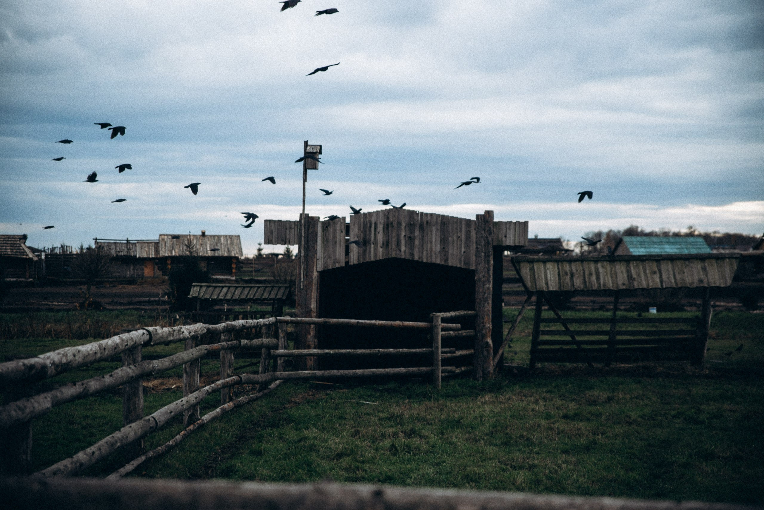 Диприз 🦌🌿🦝. Anita_photo