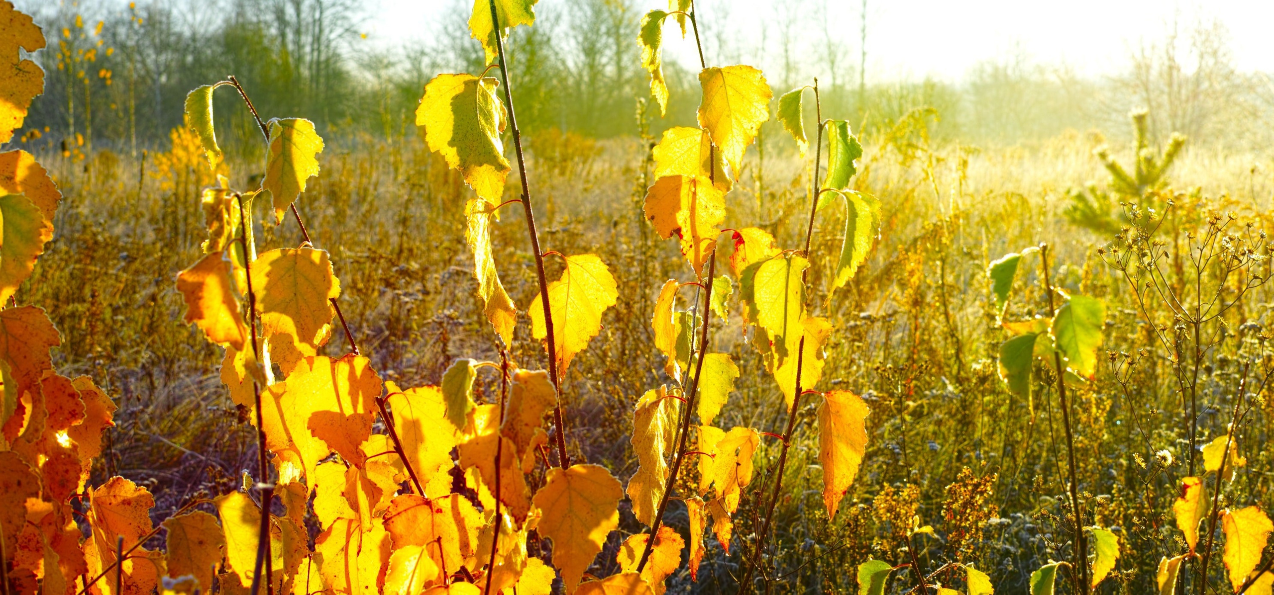 ЗОЛОТО. Artkapella|Олег Кузнецов