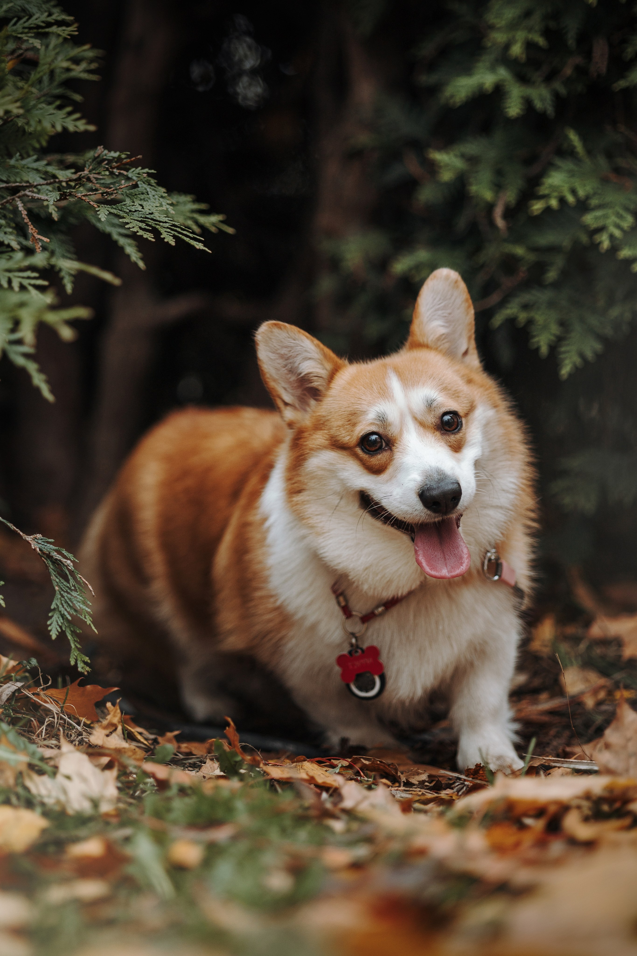 Юля и Терри. Фотограф — Анималист | Санкт-Петербург