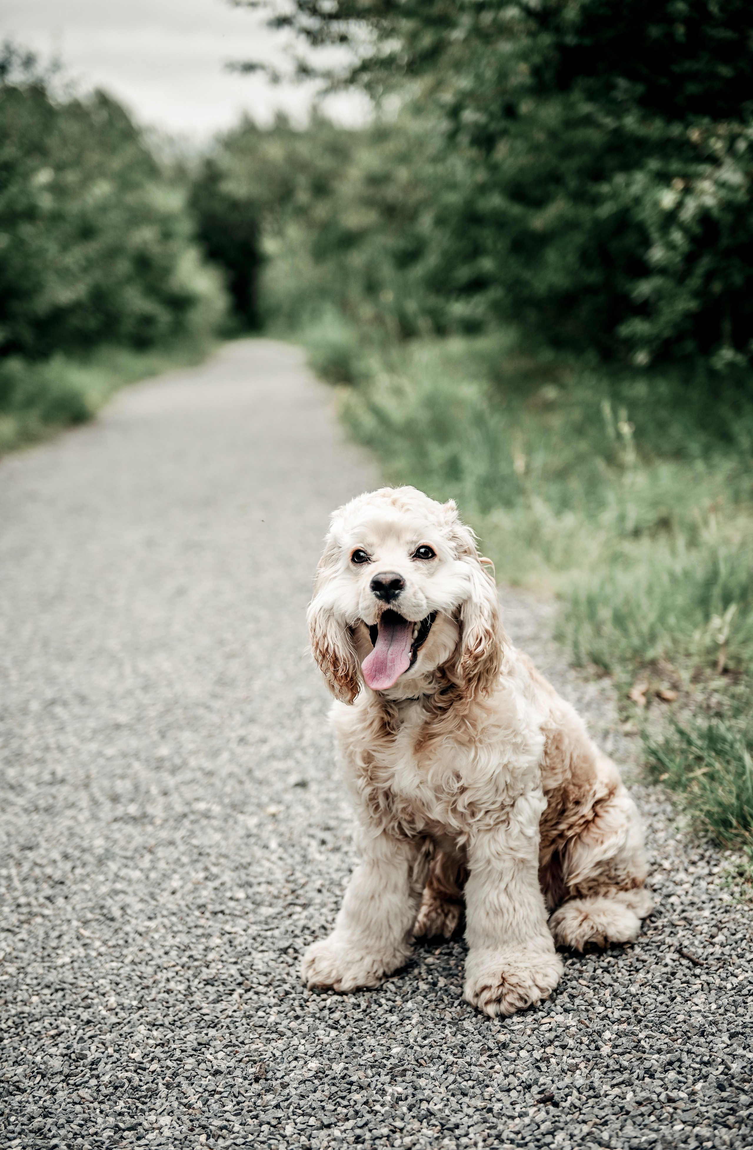 Love story прогулка вместе с песиком))). Свадебный, семейный, детский, контент фотограф в Омске Максим Ильин