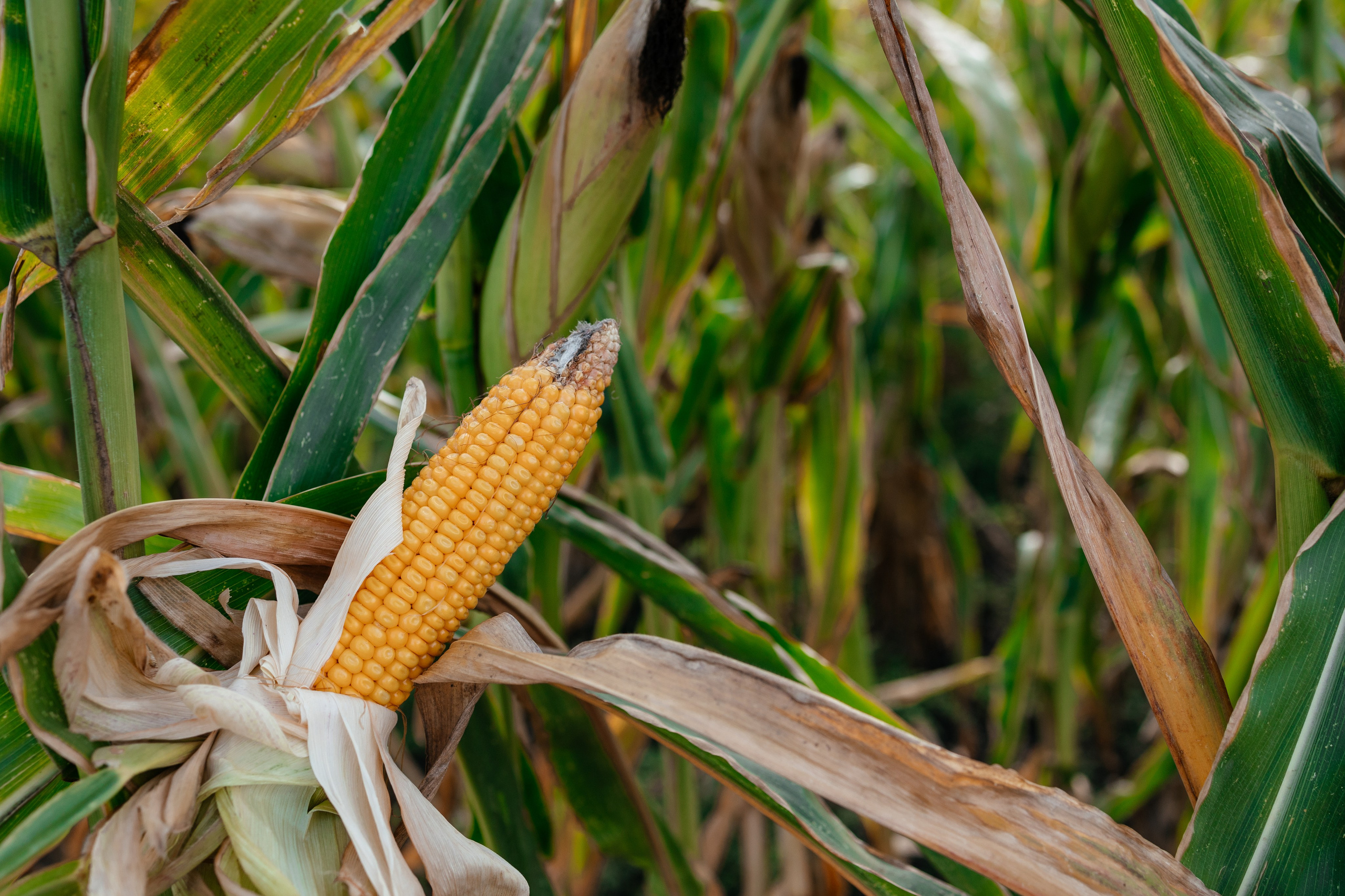 День поля. Фотограф Крохин Олег