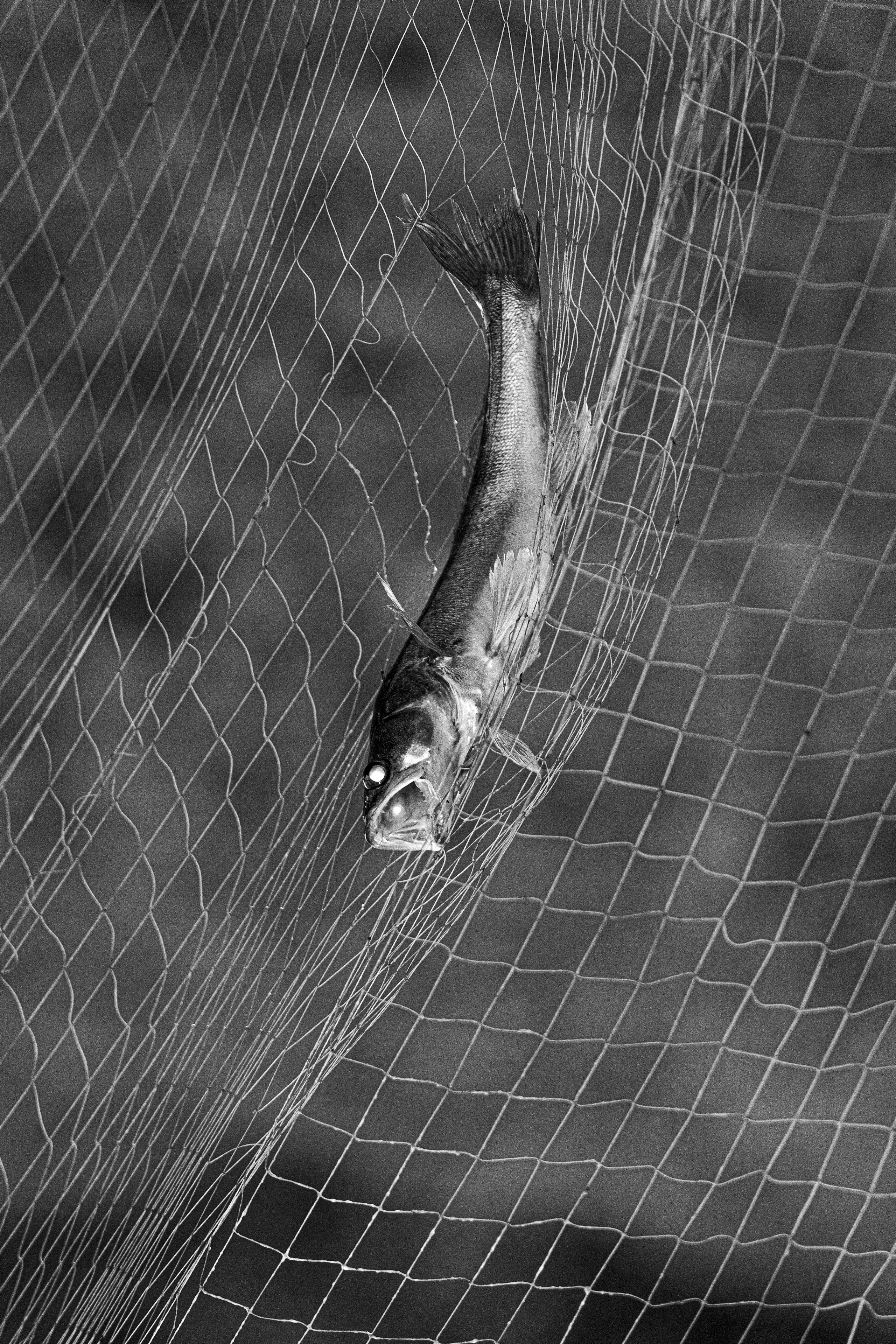 Ч.б. фотографии. Фотографии Лены Соколовой