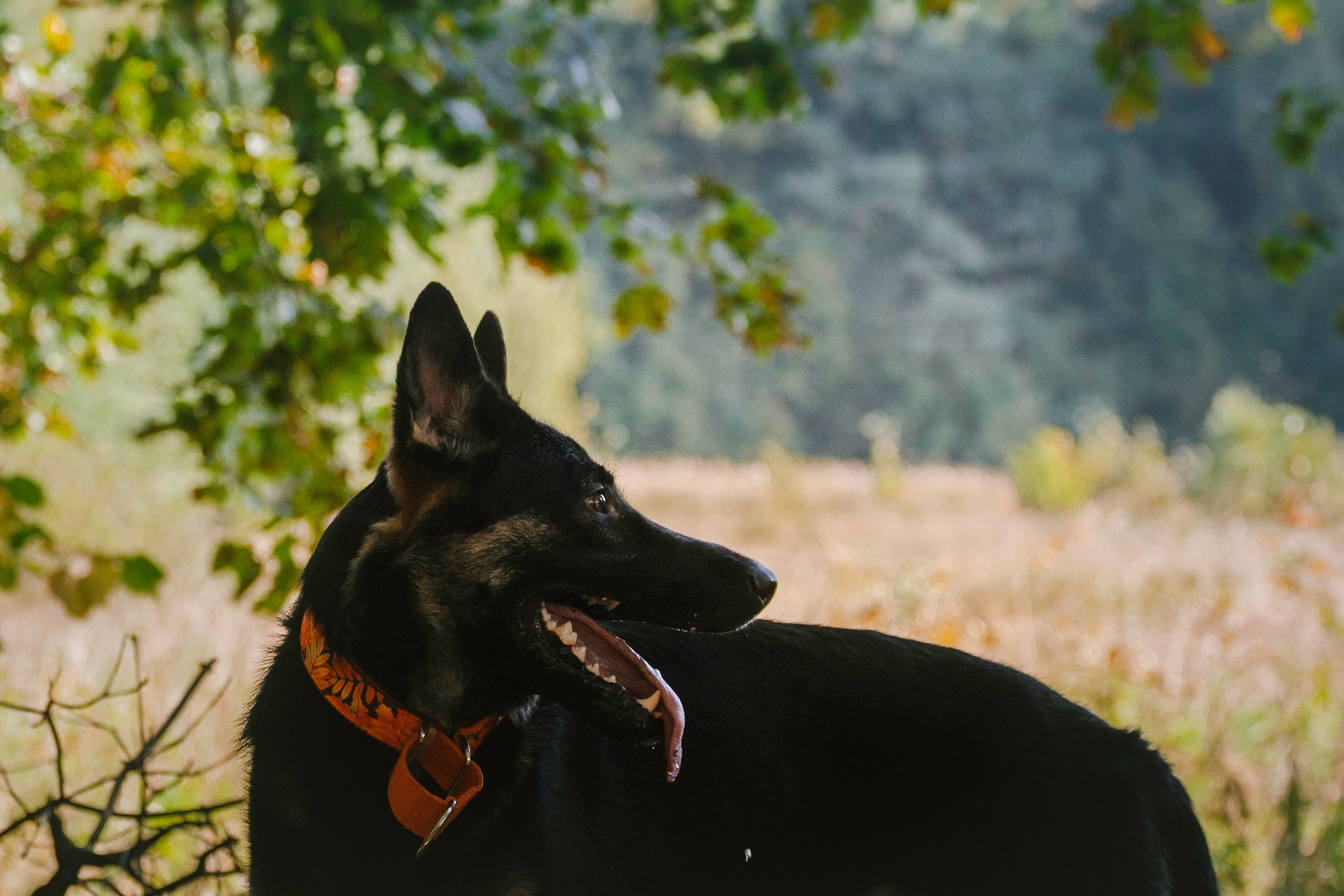 Илай. Фотограф-анималист Татьяна Степанова