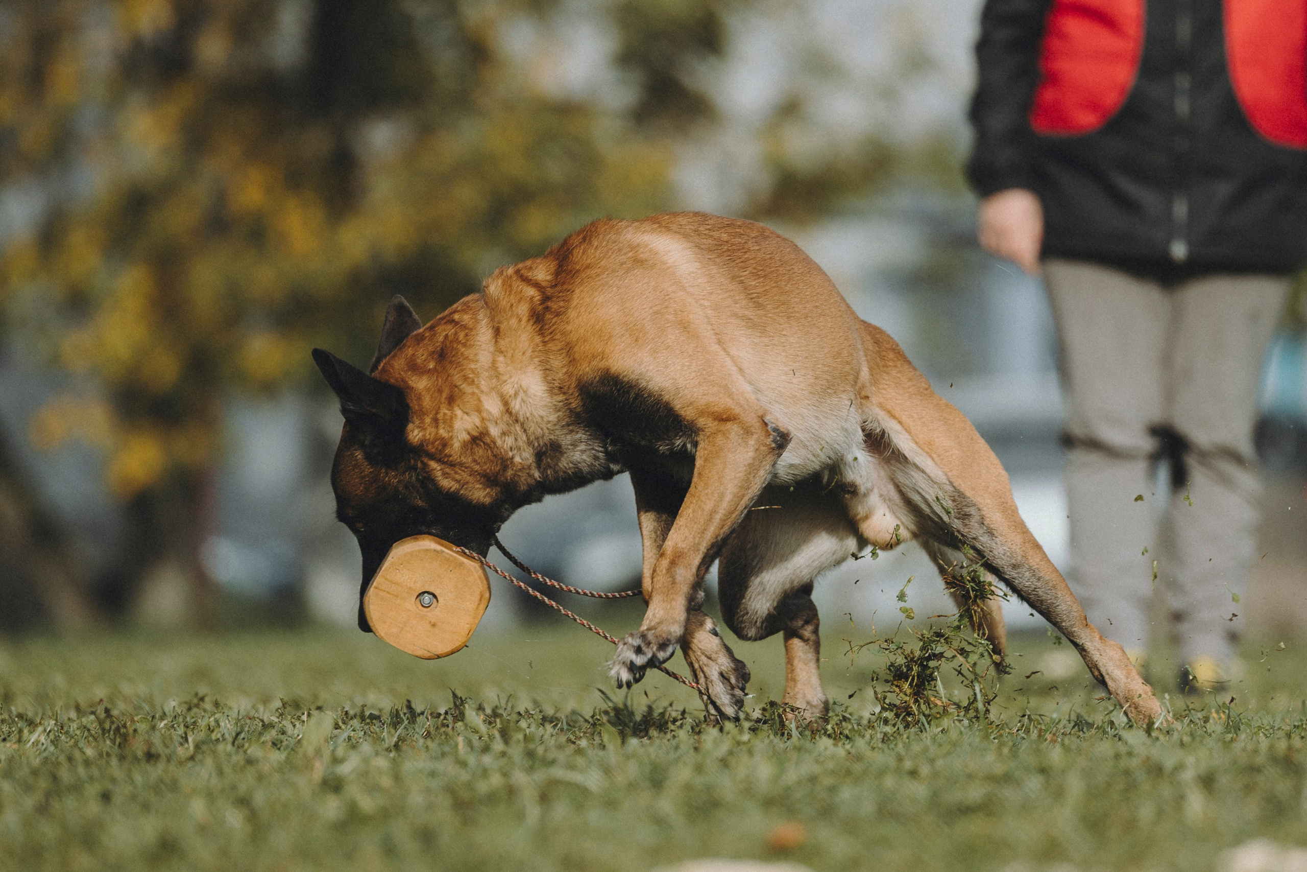Испытания по мондьорингу г. Пушкин 29.09.2024. Фотограф-анималист Анна Маринич