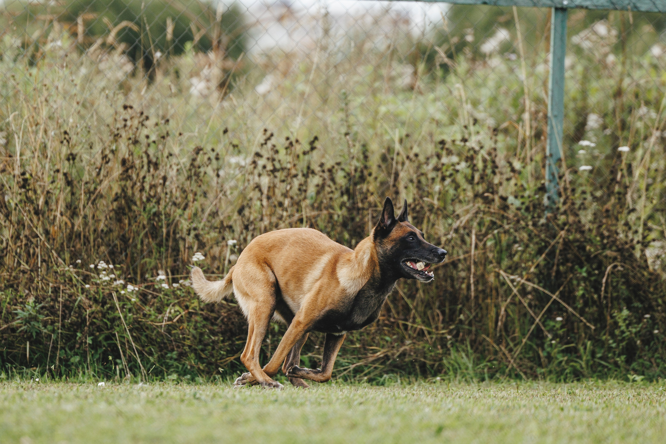 08.08.25-10.08.25 ЧР по мондьорингу г. Вологда. Фотограф-анималист Анна Маринич