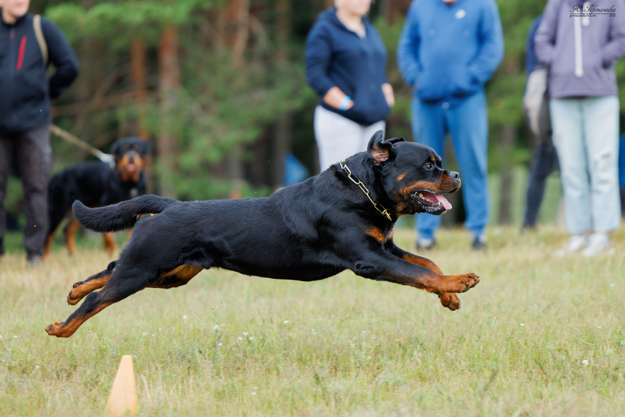 ПК и КЧК ротвейлеры Тверь 6-7.07.2024. Фотограф-анималист Юлия Германика