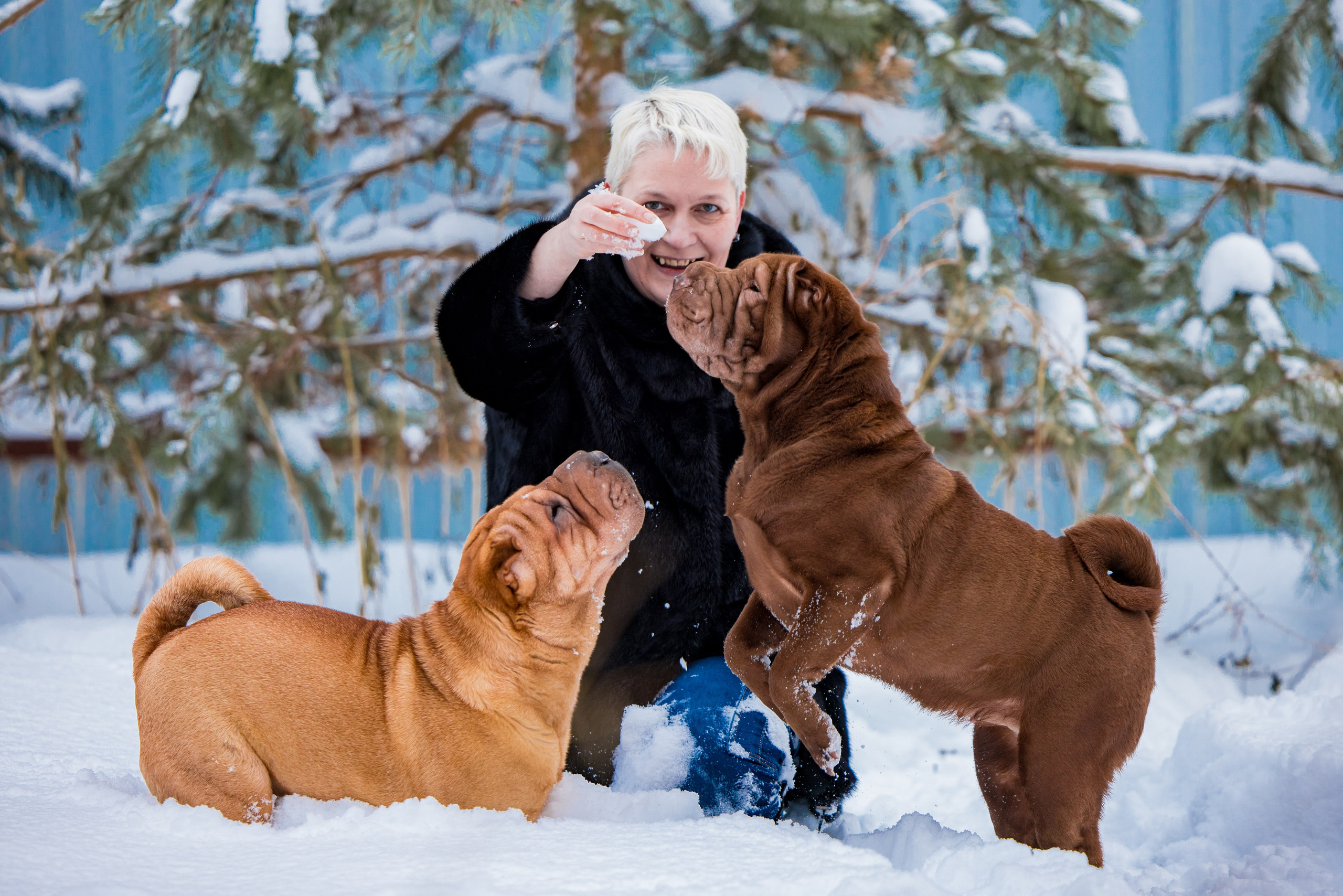В гостях у шарпеев 16.01.2024. Фотограф-анималист Юлия Германика