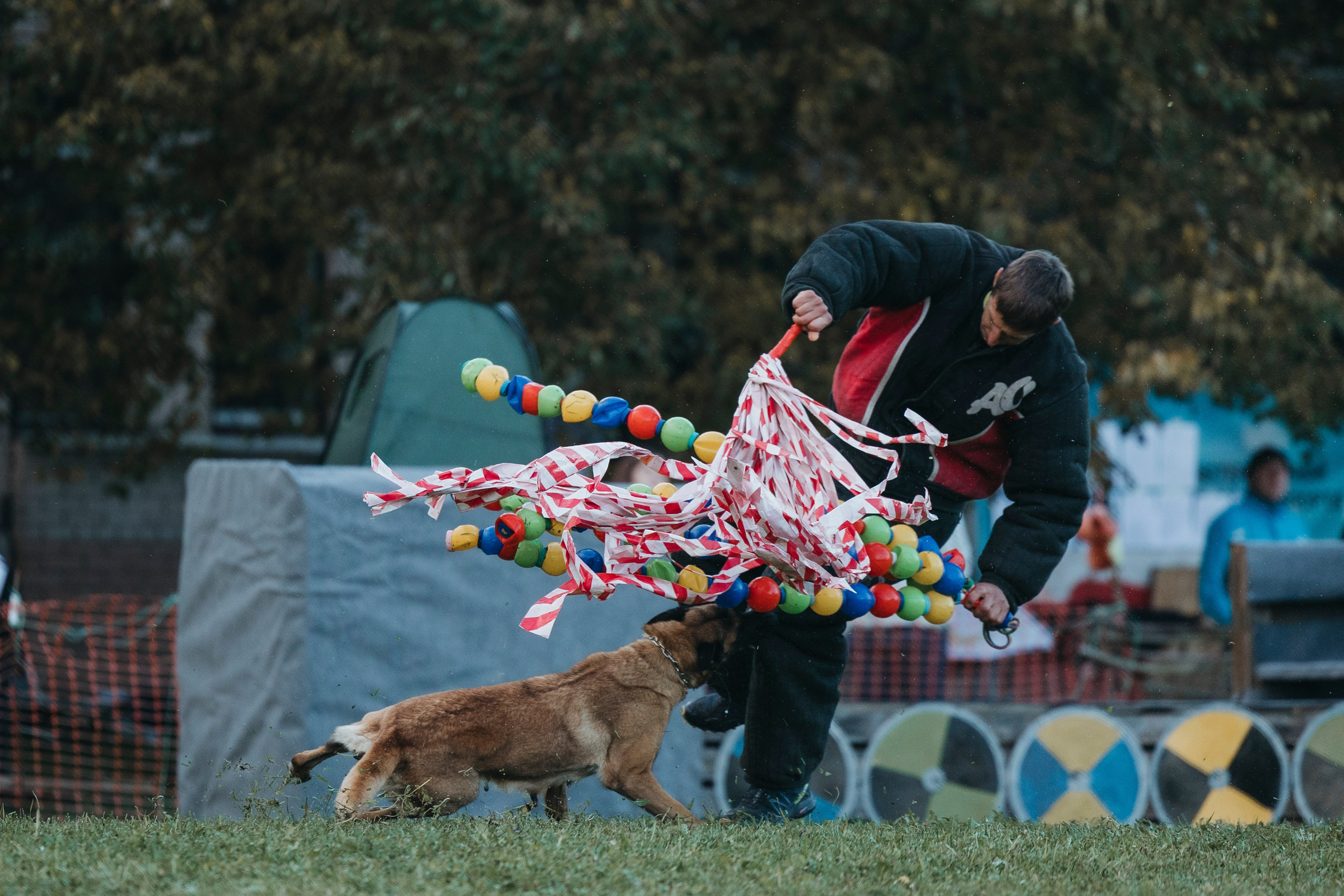 Испытания по мондьорингу г. Пушкин 29.09.2024. Фотограф-анималист Анна Маринич
