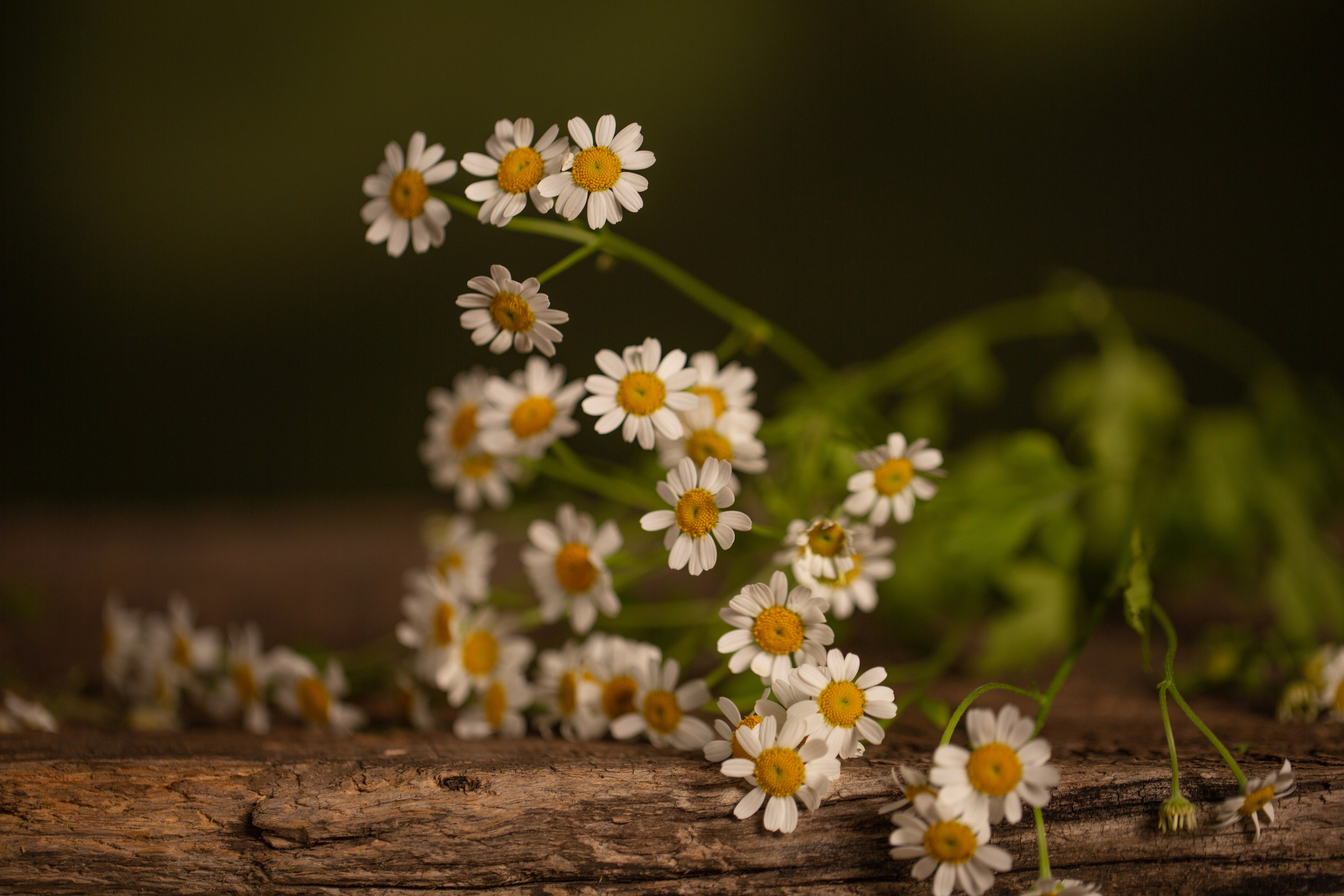 Натюрморт. Предметный и рекламный фотограф в Ростове-на-Дону Кристина Орлова