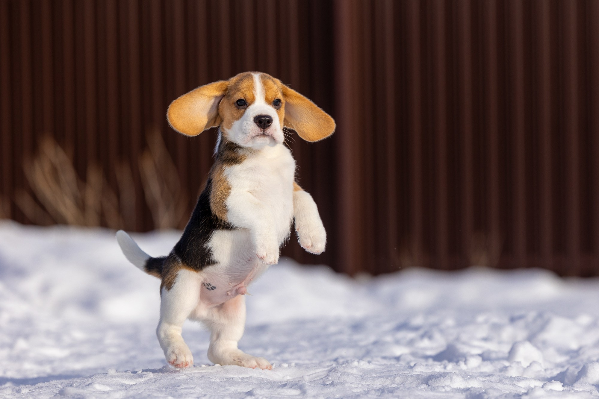 Фотосъёмки щенков. Фотограф-анималист Natalia Deingel | Фотосъемка собак в Москве