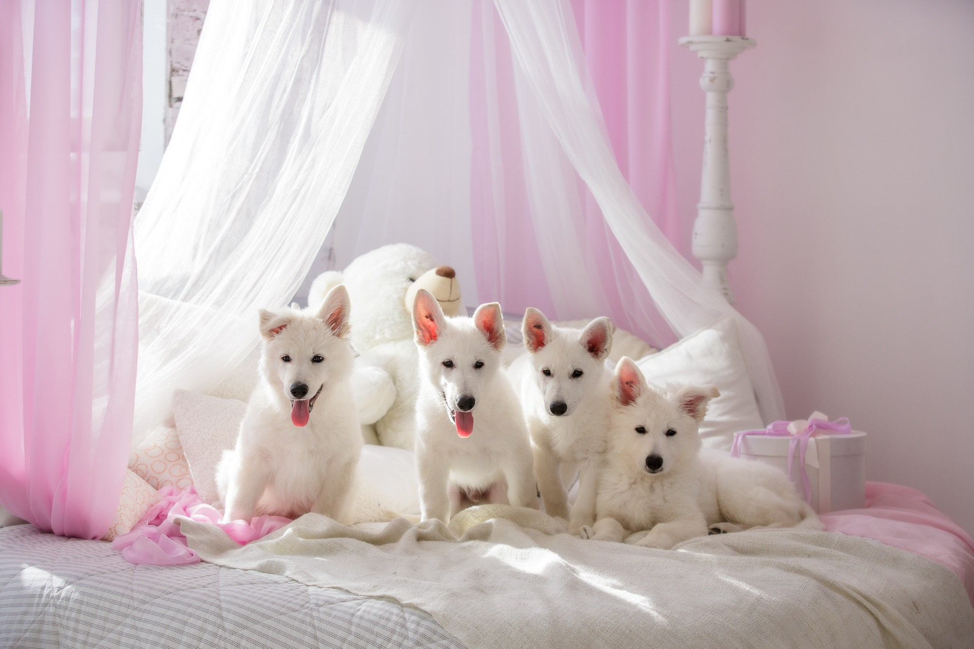 Фотосъёмки щенков. Фотограф-анималист Natalia Deingel | Фотосъемка собак в Москве