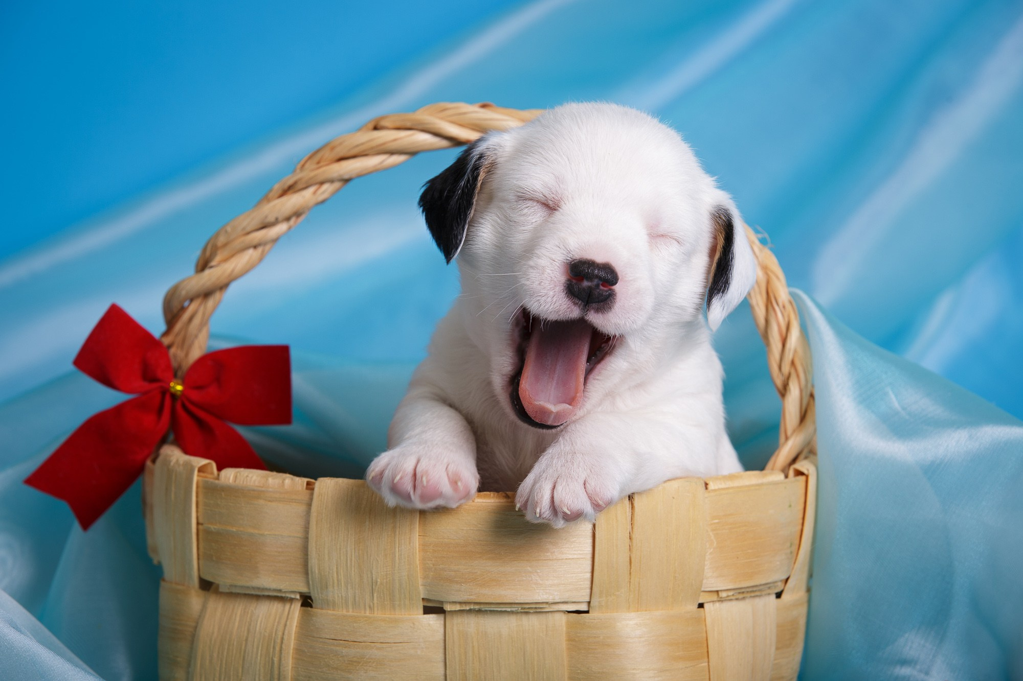 Фотосъёмки щенков. Фотограф-анималист Natalia Deingel | Фотосъемка собак в Москве