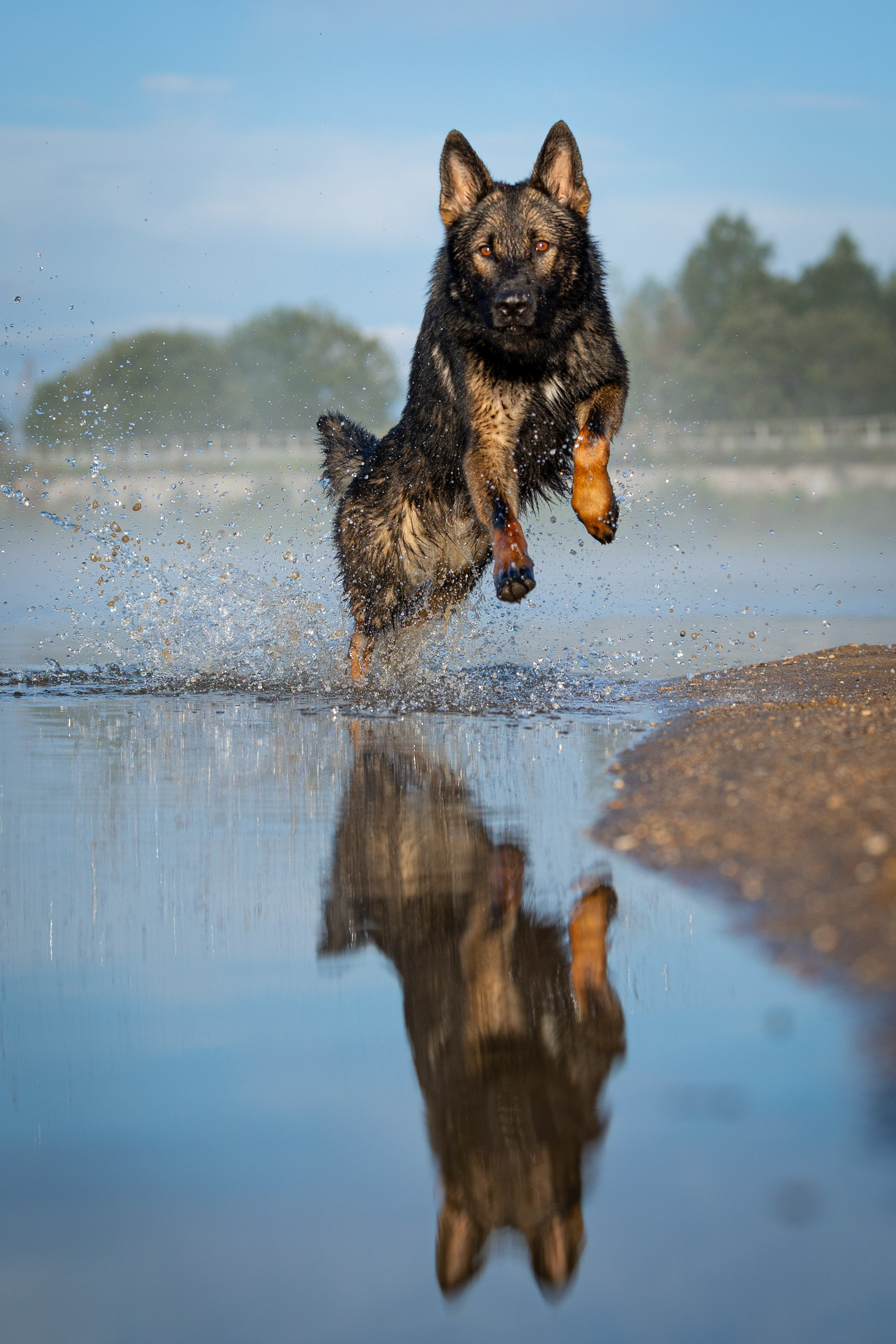 Немецкие овчарки Кетчер и Роскошь. Фотограф-анималист Natalia Deingel | Фотосъемка собак в Москве