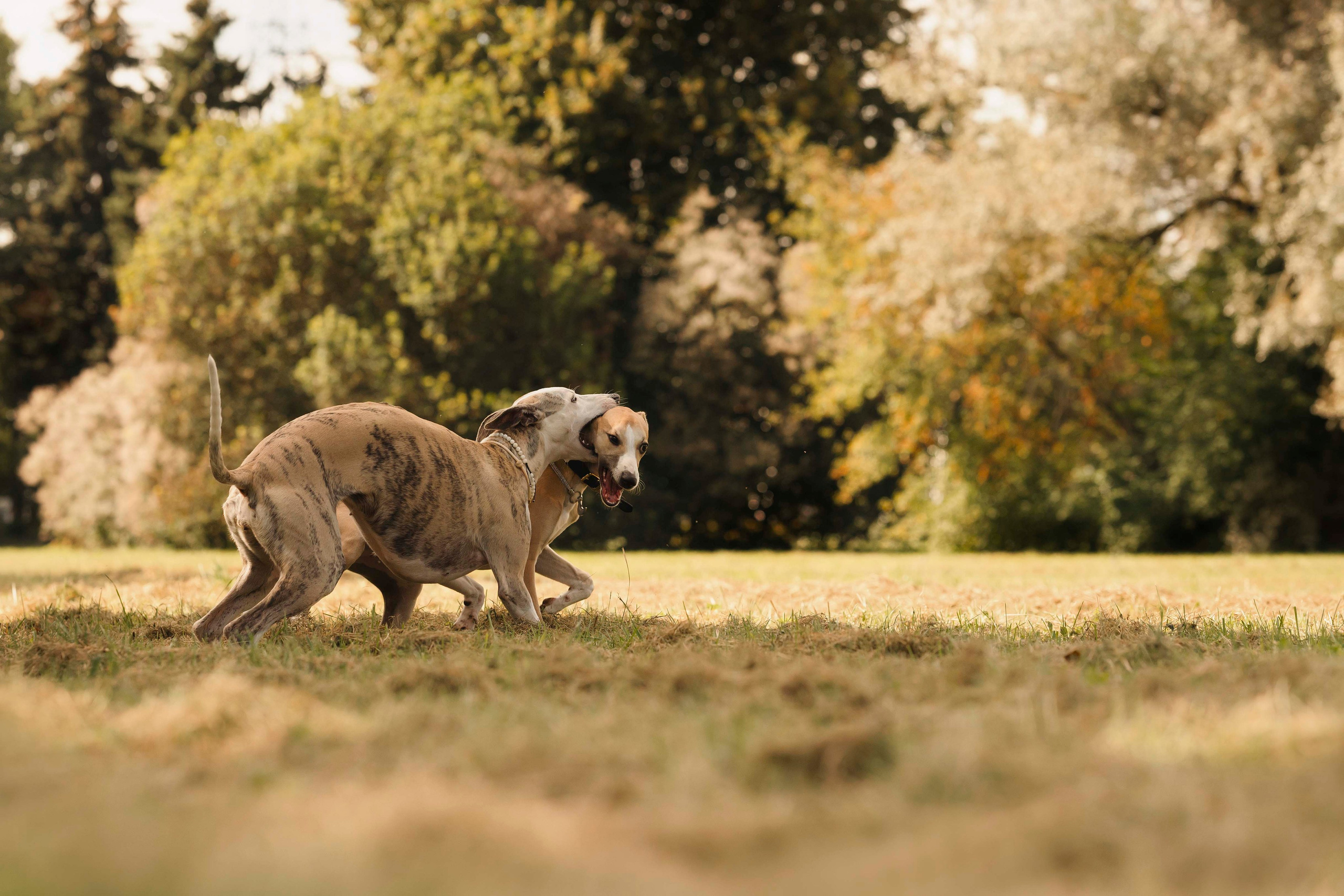 Нева и Персей. Фотограф- анималист Александра Матвеева