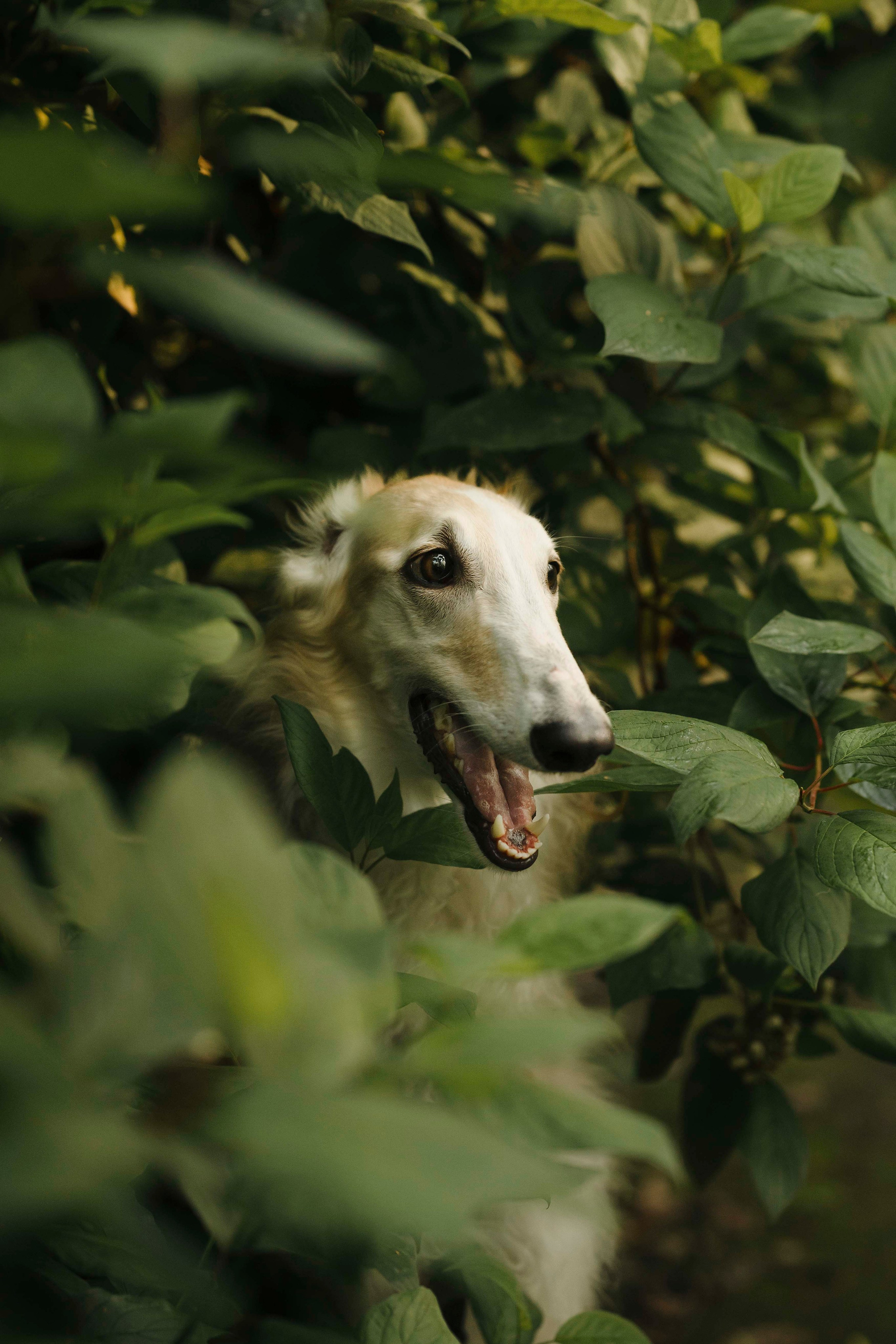 Тайга. Фотограф- анималист Александра Матвеева