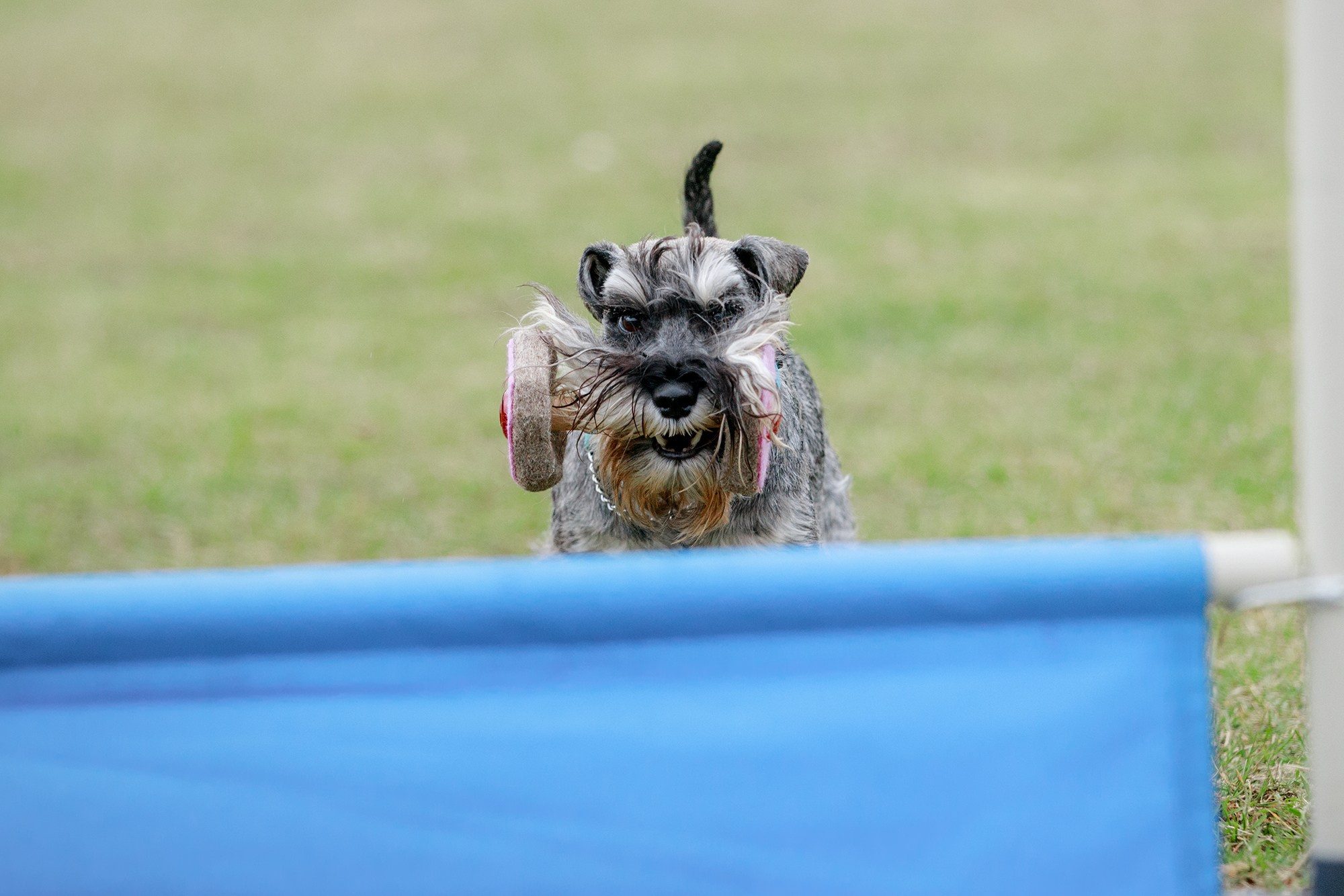 Лагерь по ОБД с Инной Баженовой. Фотограф-анималист Mary Mart — Москва, Питер