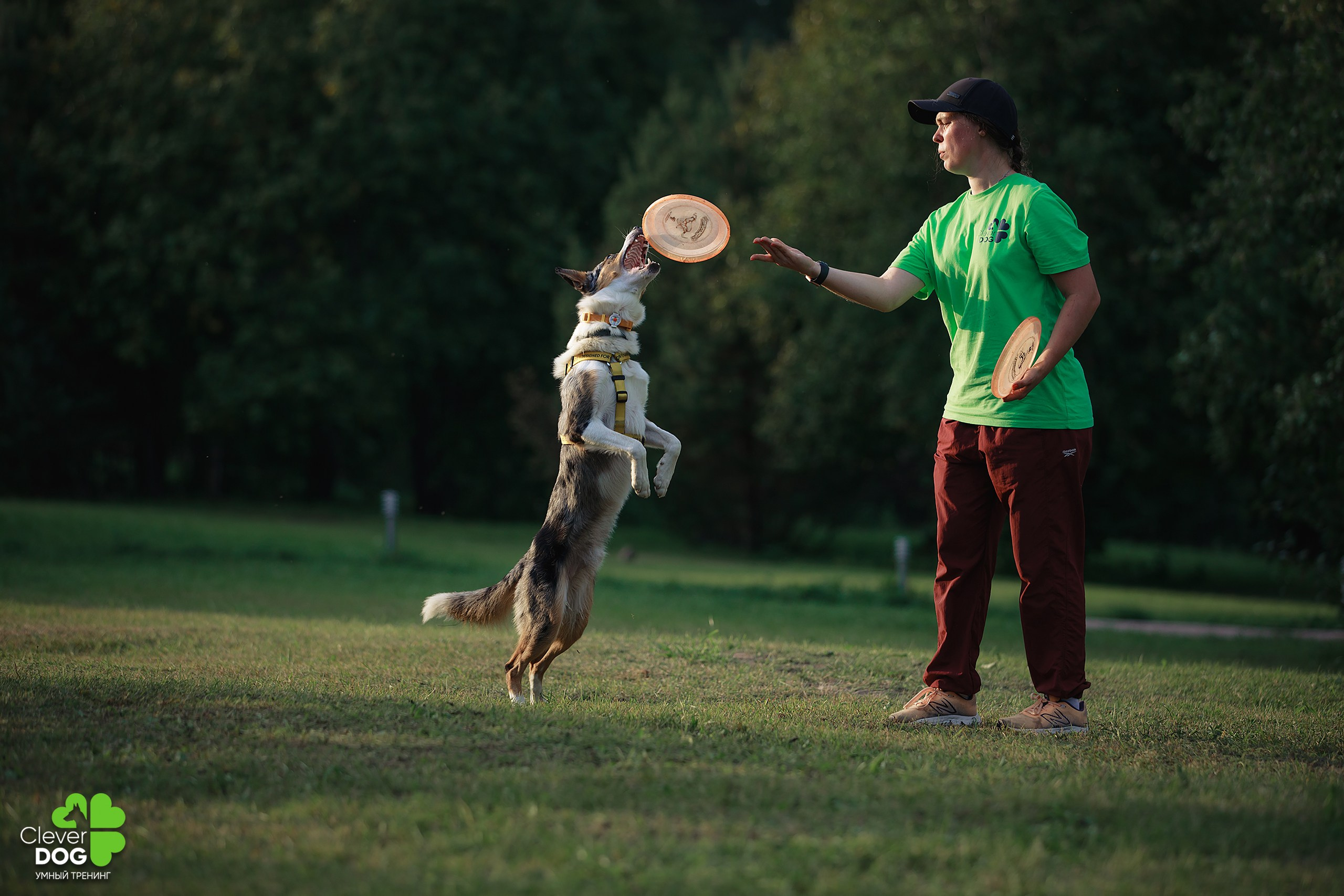 Кинологический лагерь CleverDog, 2024. Фотограф-анималист Mary Mart — Москва, Питер