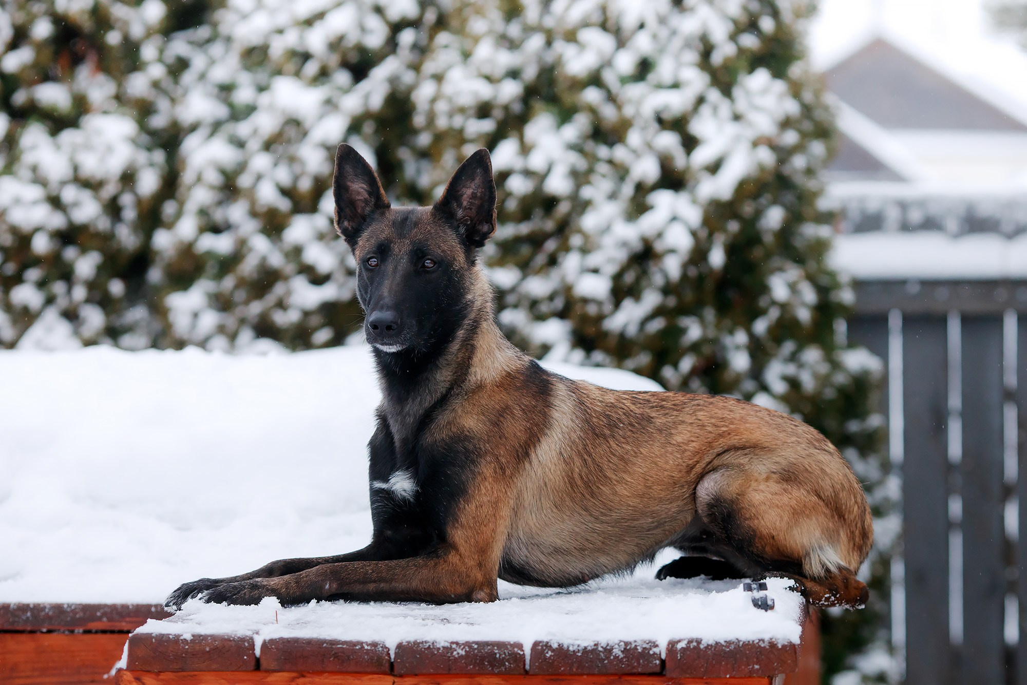 Зимние портреты. Фотограф-анималист Mary Mart — Москва, Питер