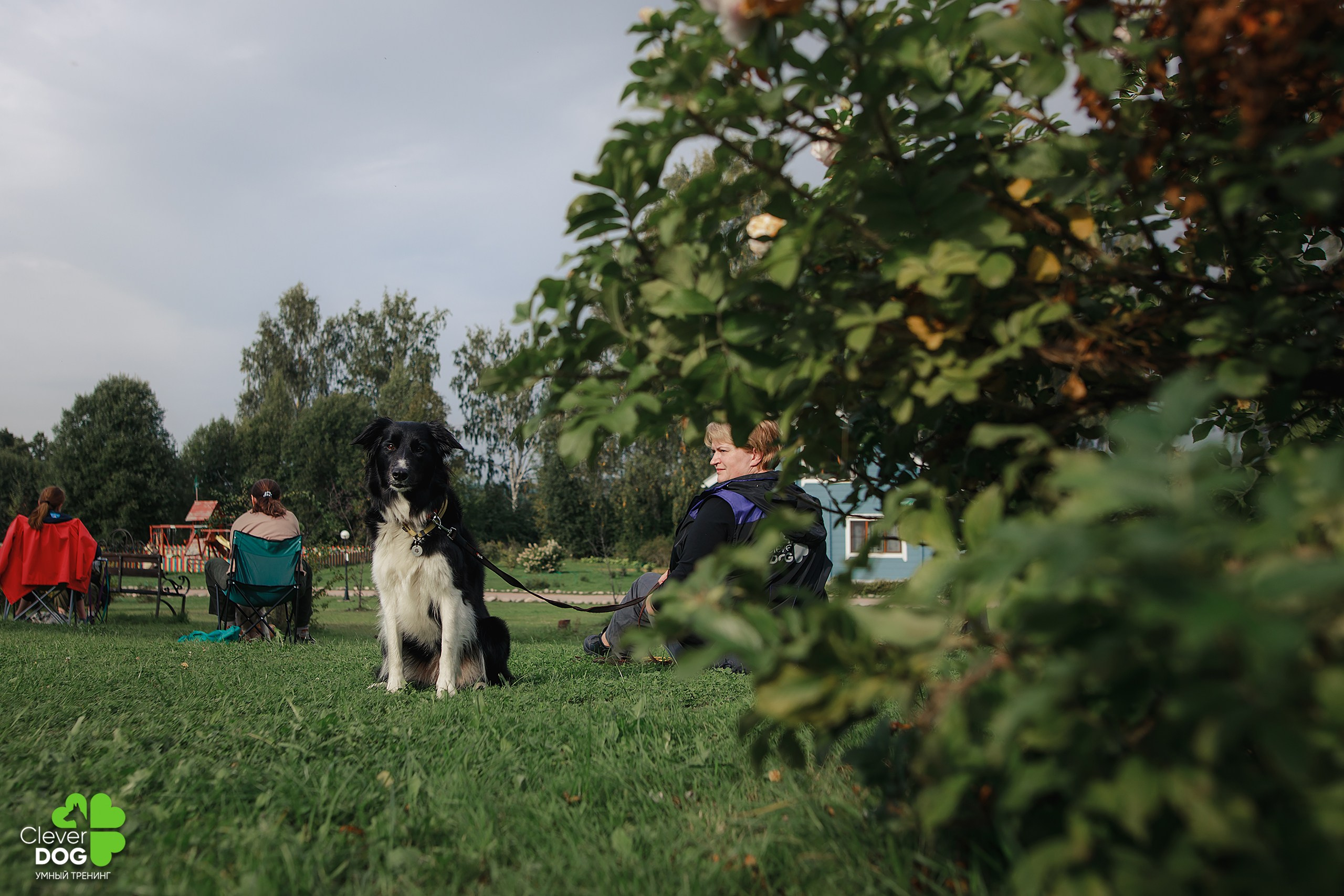 Кинологический лагерь CleverDog, 2024. Фотограф-анималист Mary Mart — Москва, Питер