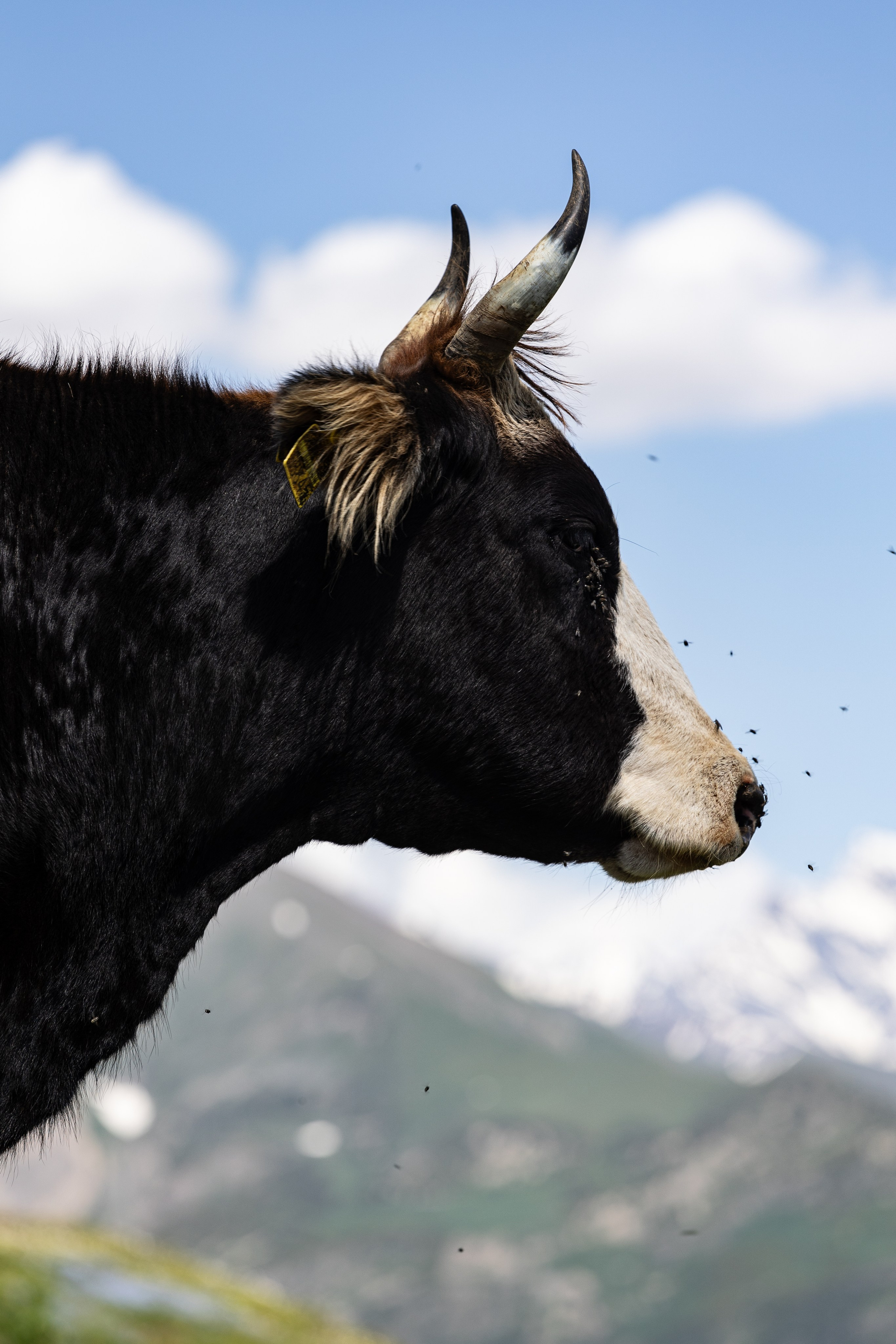 Грузия. Добродеева Алла фотограф, Москва