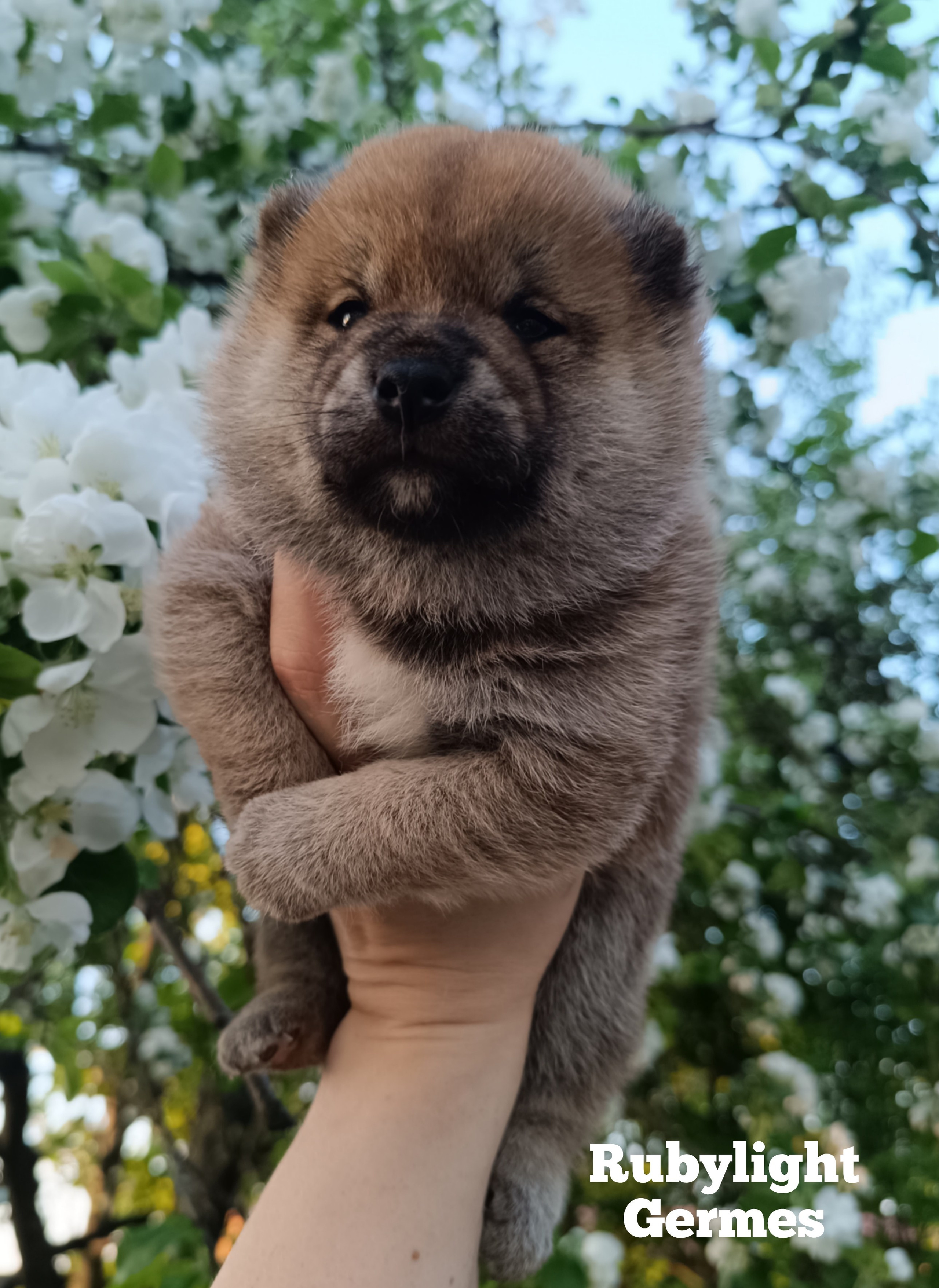 Сиба Rubylight Germes питомник Рубилайт