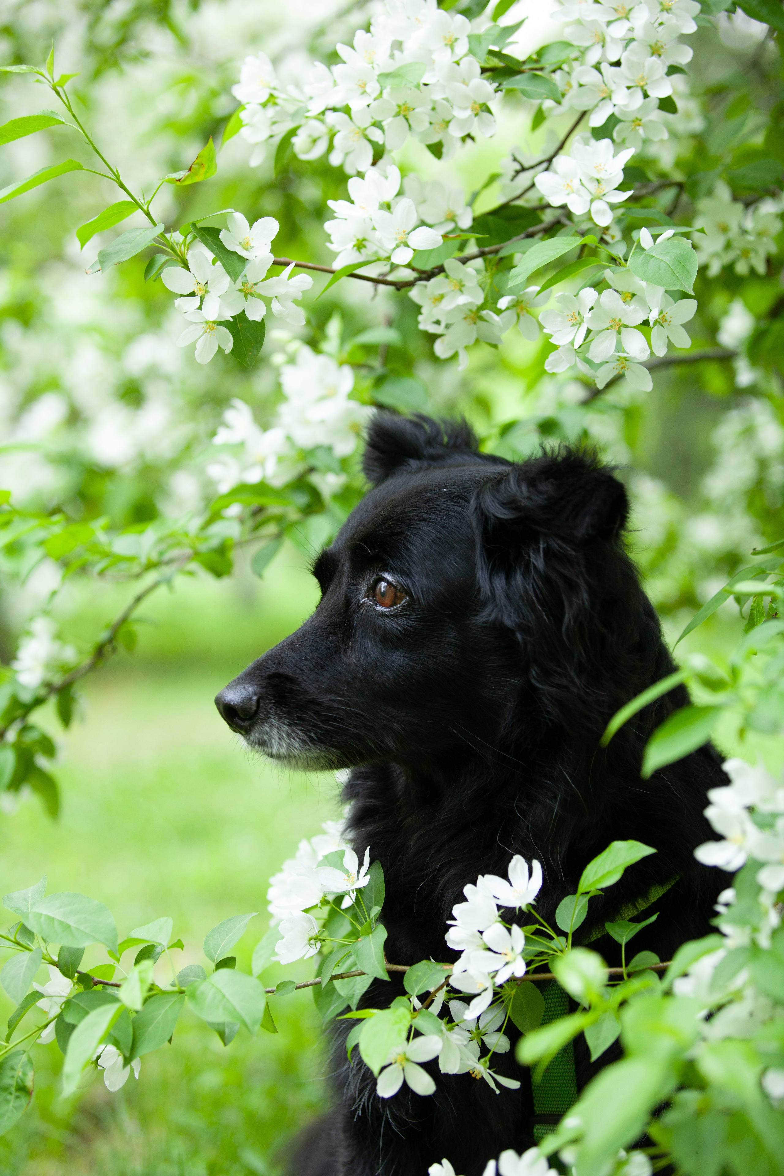 Ваши фотографии. Фотограф анималист Осипчикова Мария