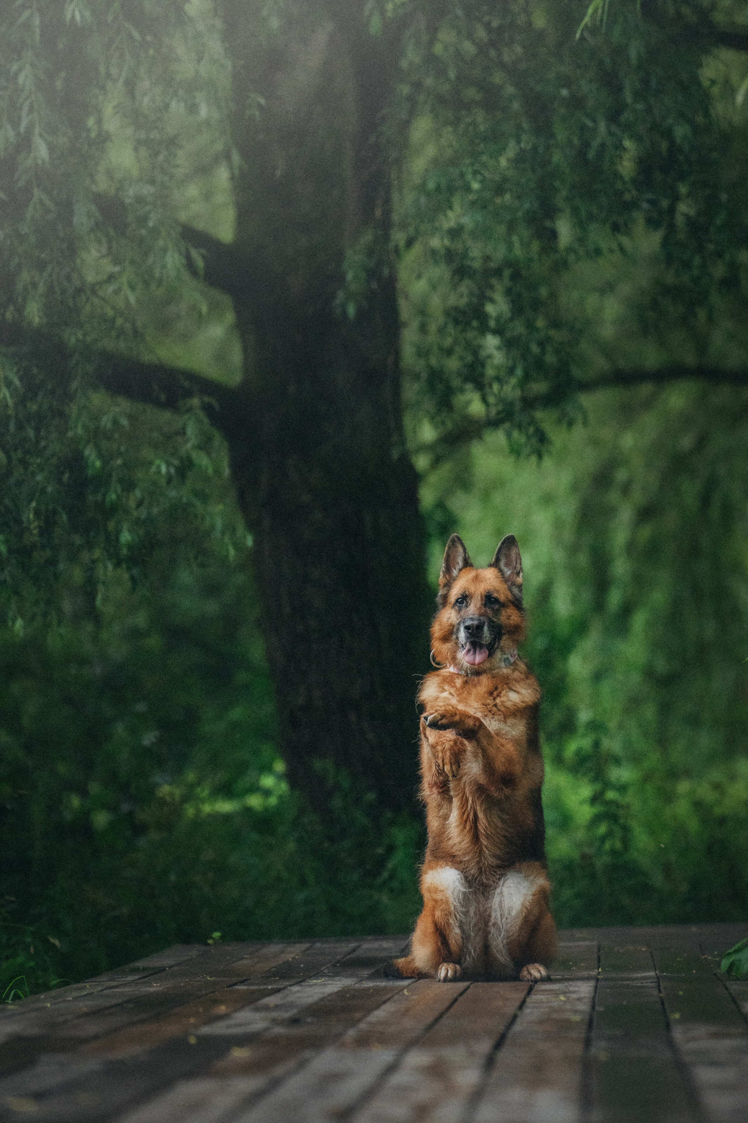 Вика и Фрея. Фотограф анималист в Москве и Санкт-Петербурге Свиридова Анна