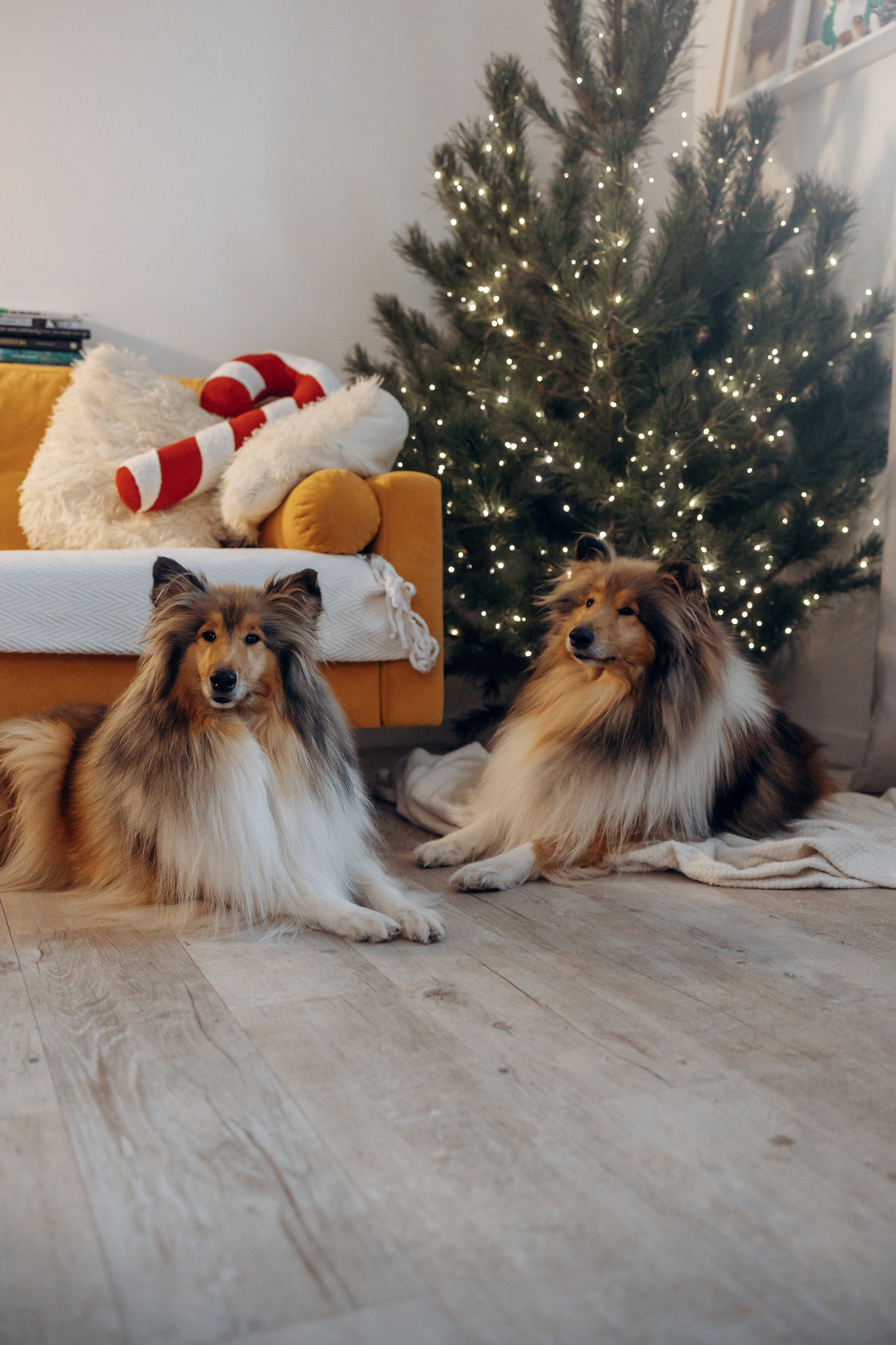 Юлиана, Элли и Райан. YULA KOLESOVA | Фотограф — Анималист | Художник | Тюмень