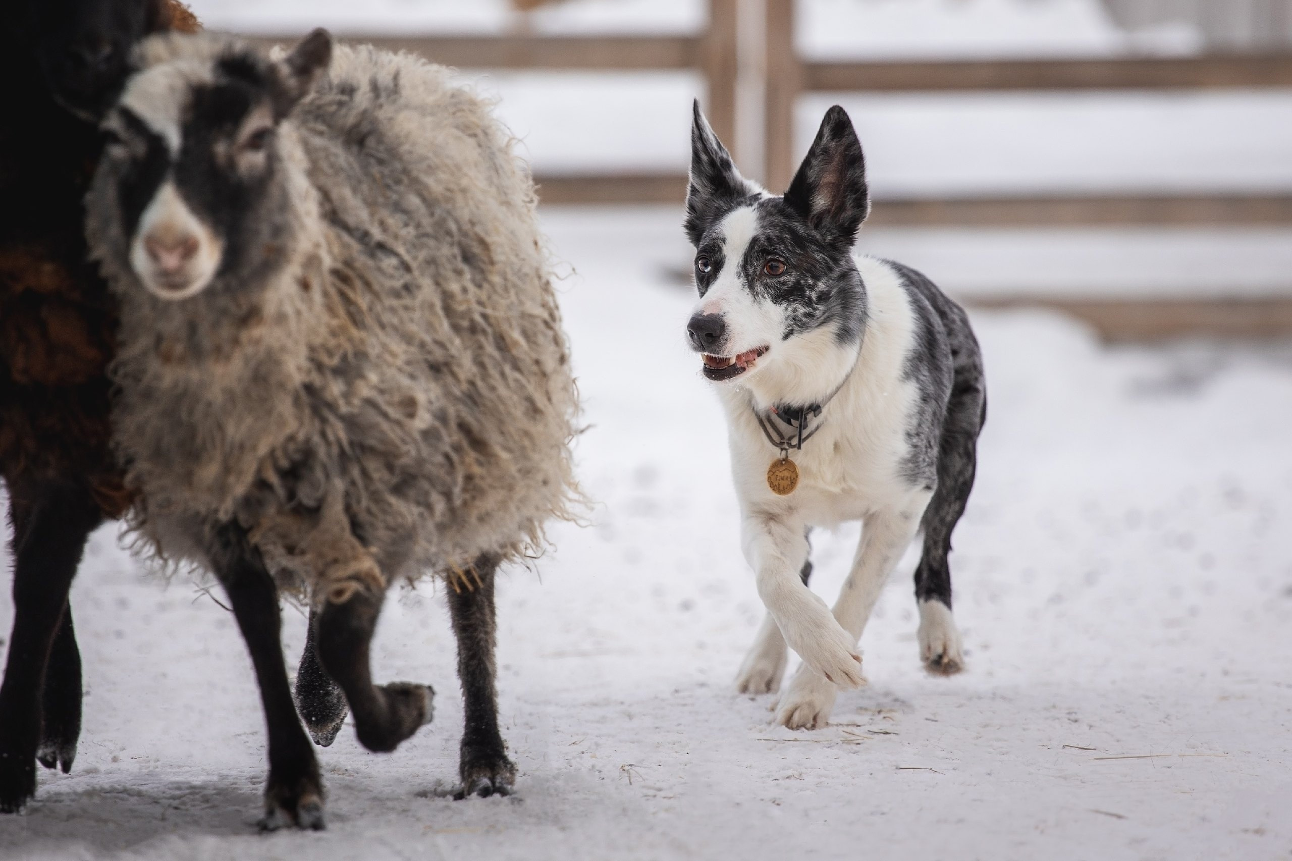 Отзывы. YULA KOLESOVA | Фотограф — Анималист | Художник | Тюмень
