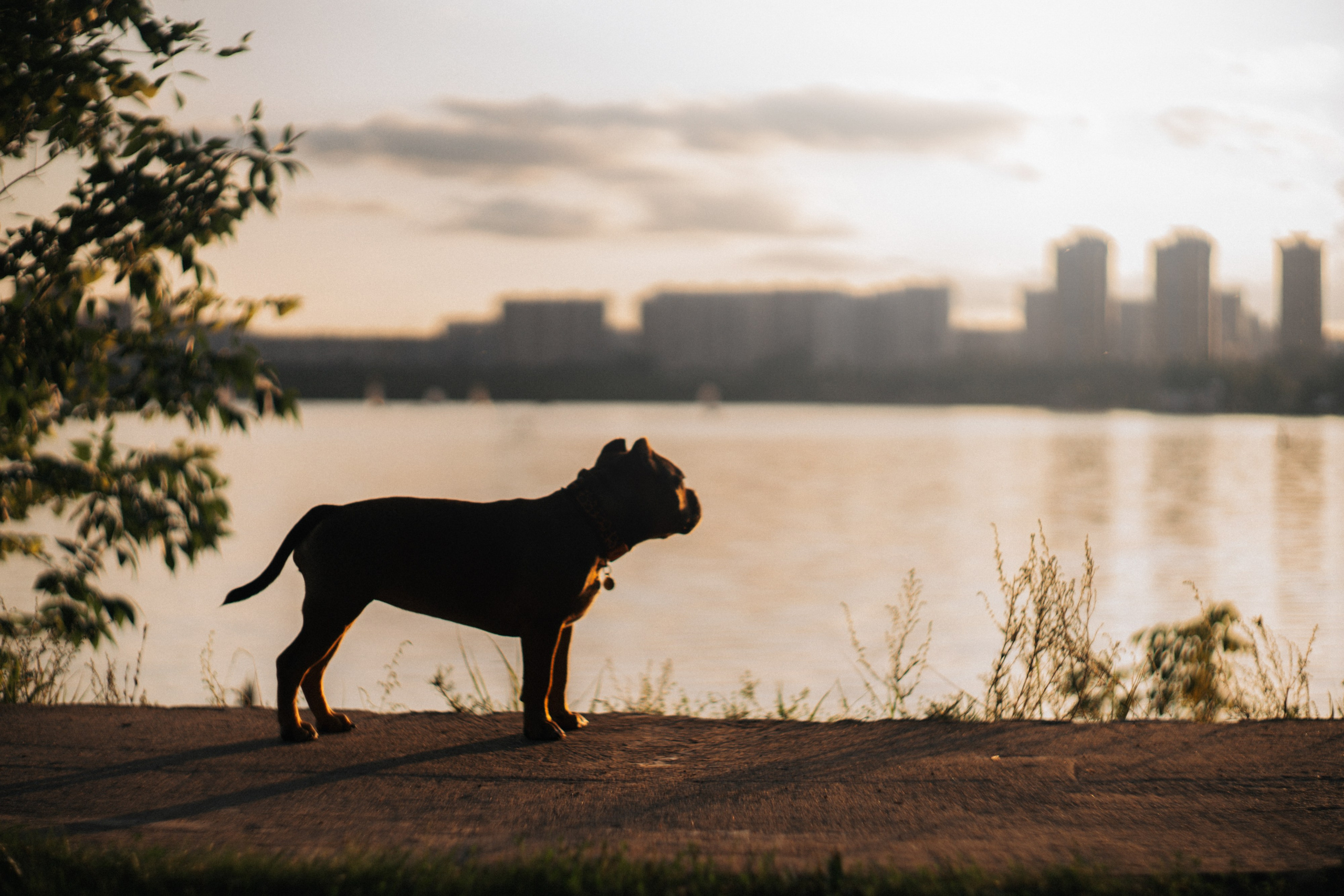 Кристина и Эфи. Фотограф анималист в Москве и Санкт-Петербурге Свиридова Анна