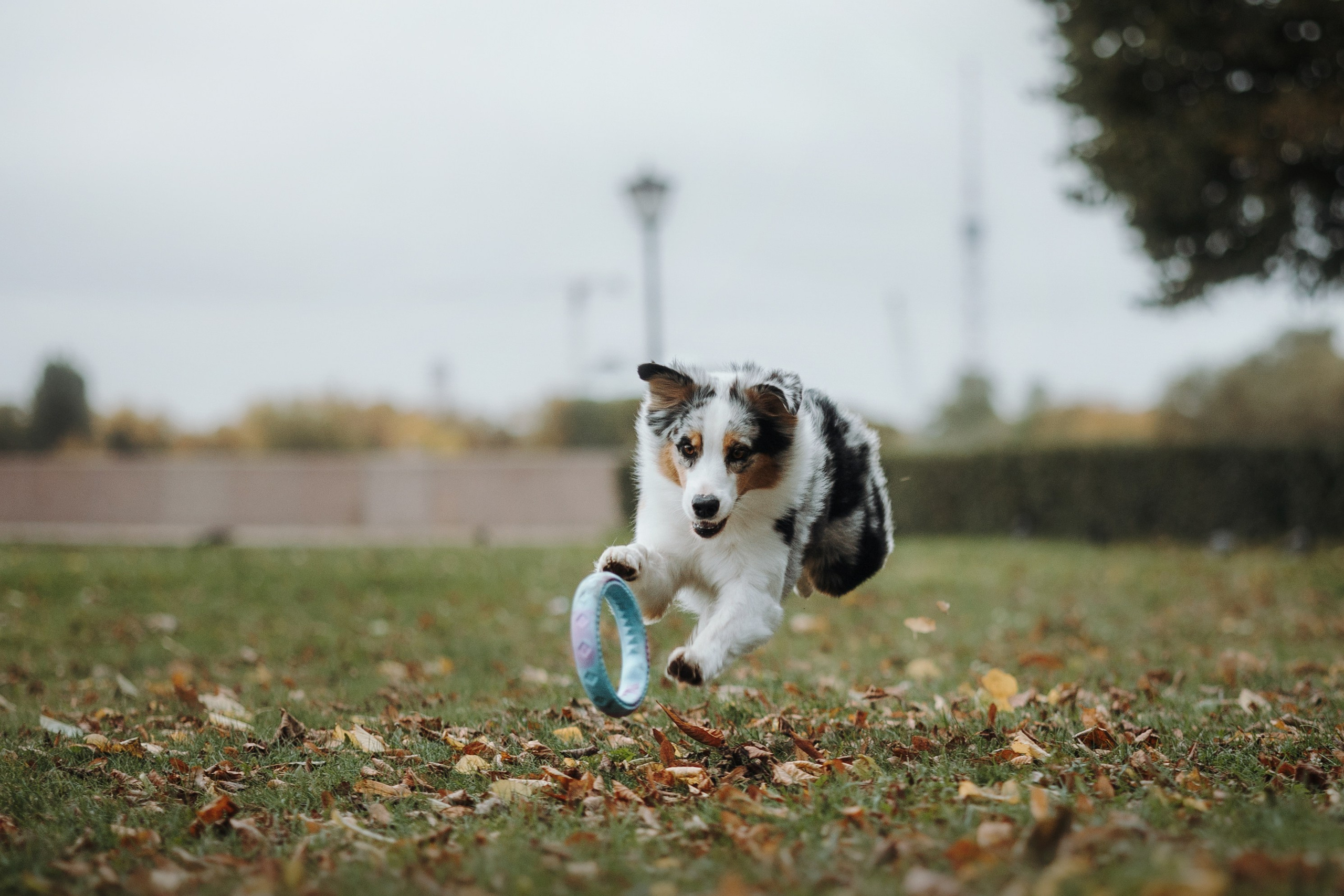 Ирина и Кайса. Фотограф — Анималист | Санкт-Петербург