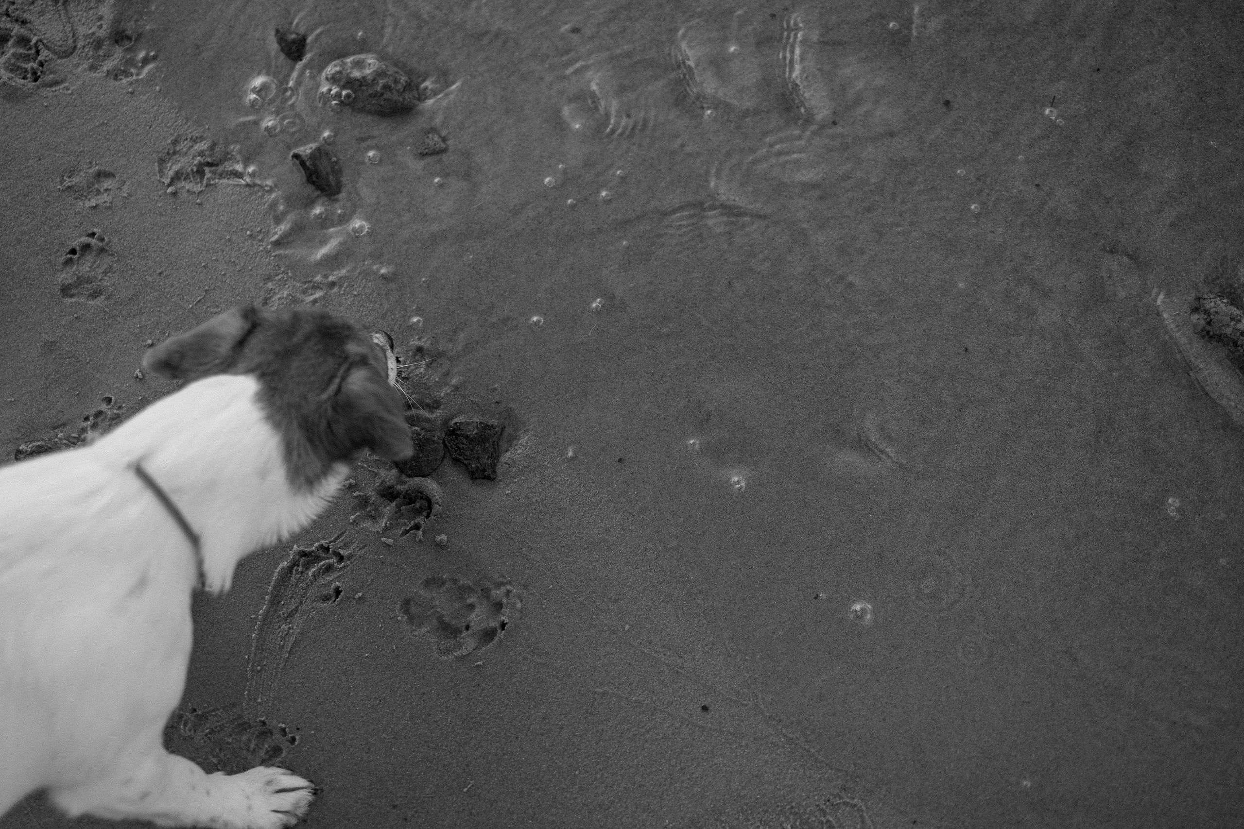 Лея и ее семья. Фотограф — Анималист | Санкт-Петербург