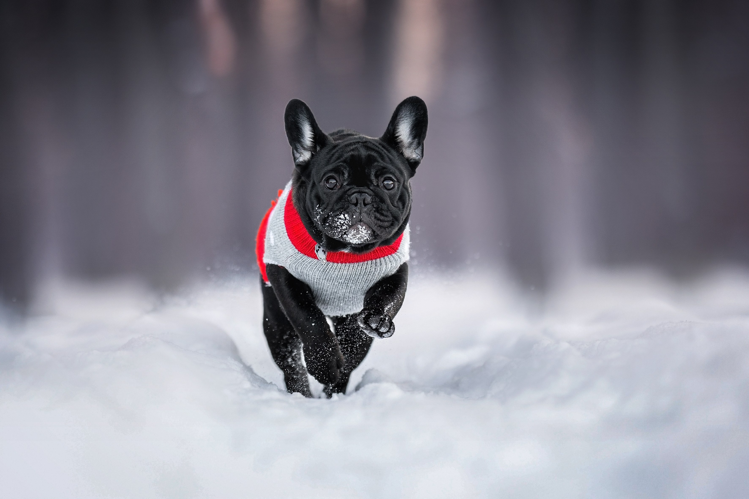 Анималистика. Репортажный фотограф Мария Мадзик