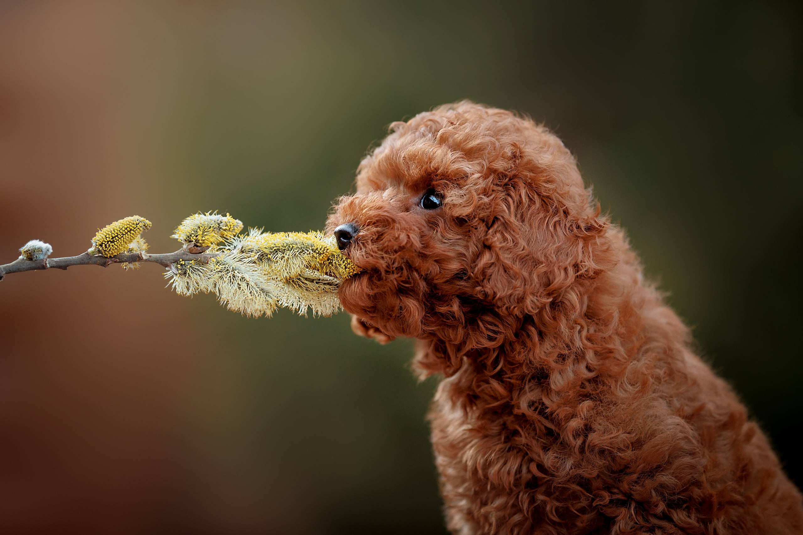 Анималистика. Репортажный фотограф Мария Мадзик