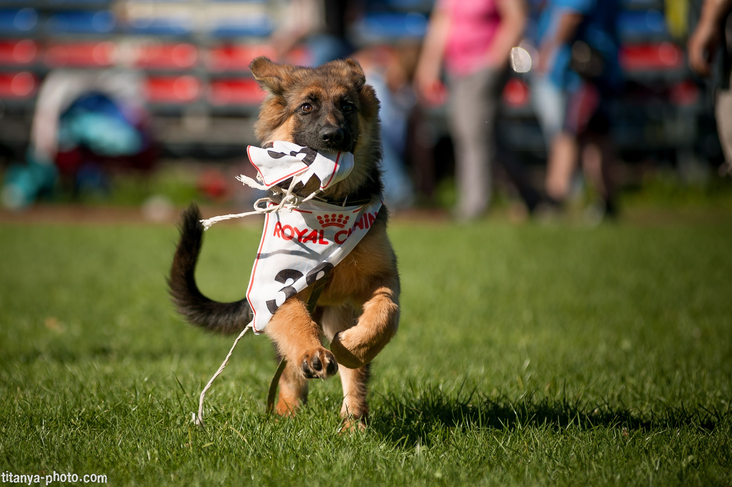 Фото немецких овчарок. Фотограф собак, фотограф-анималист Аня Титова (Titanya). Москва
